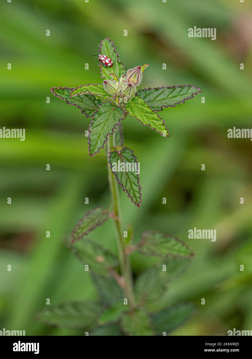 Small Angiosperm Plant of the Family Malvaceae Stock Photo