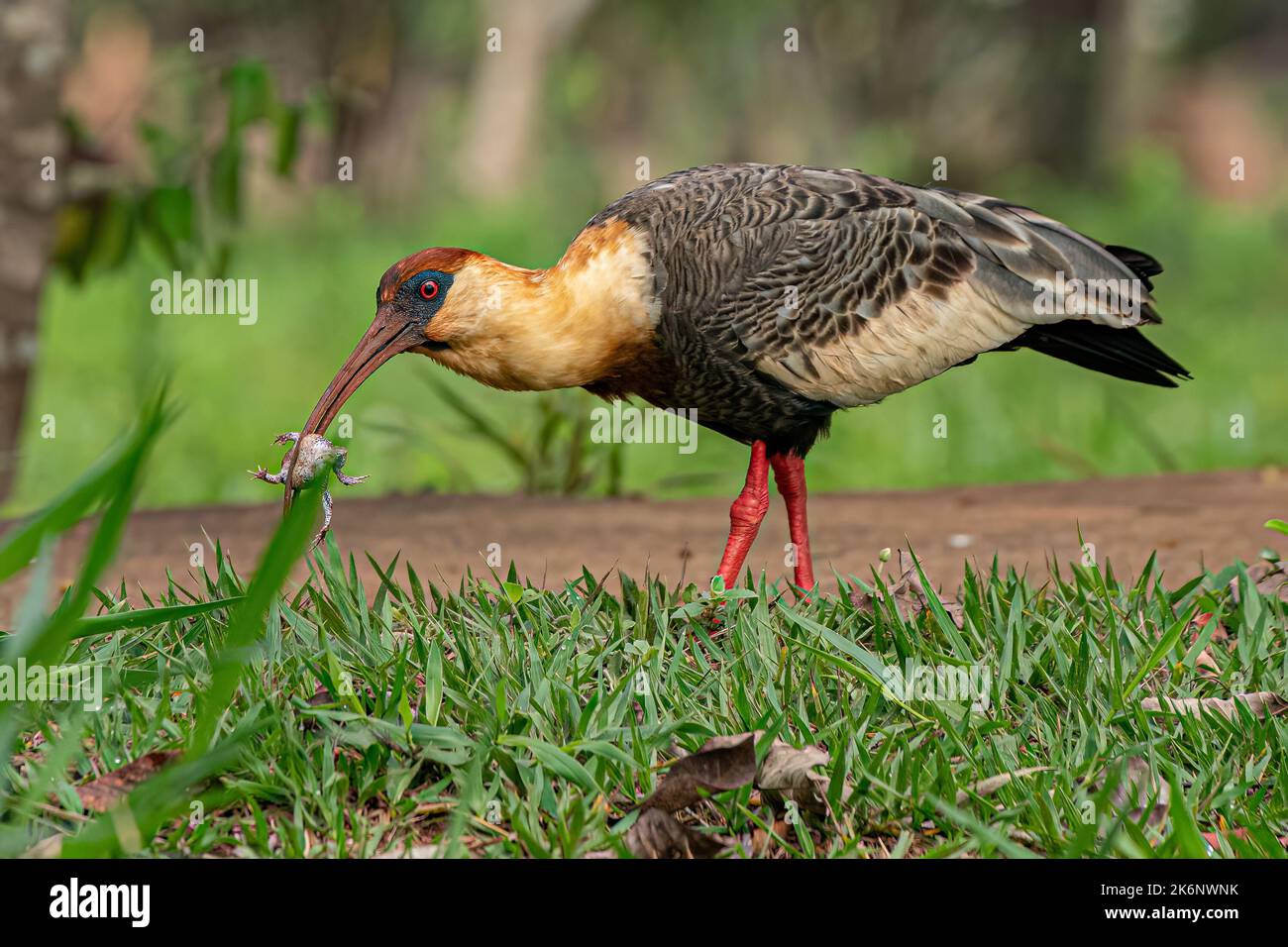 Buff necked Ibis of the species Theristicus caudatus preying on a frog Stock Photo