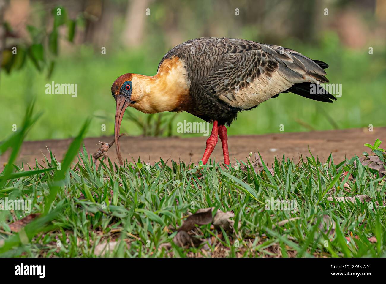 Buff necked Ibis of the species Theristicus caudatus preying on a frog Stock Photo