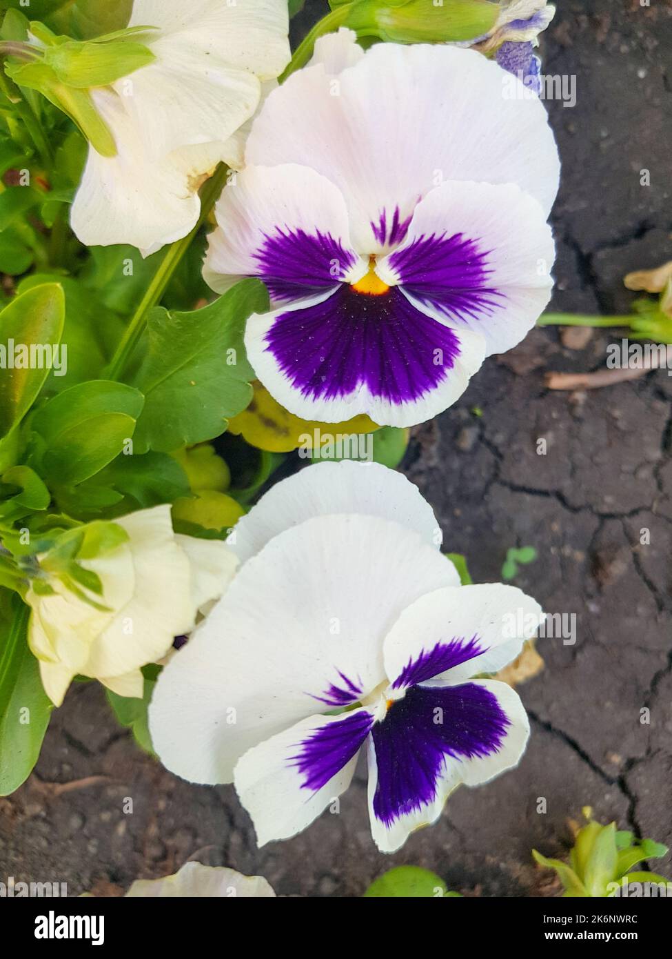 Garden pansies with purple and white petals. Viola tricolor pansies on a flower bed. Stock Photo