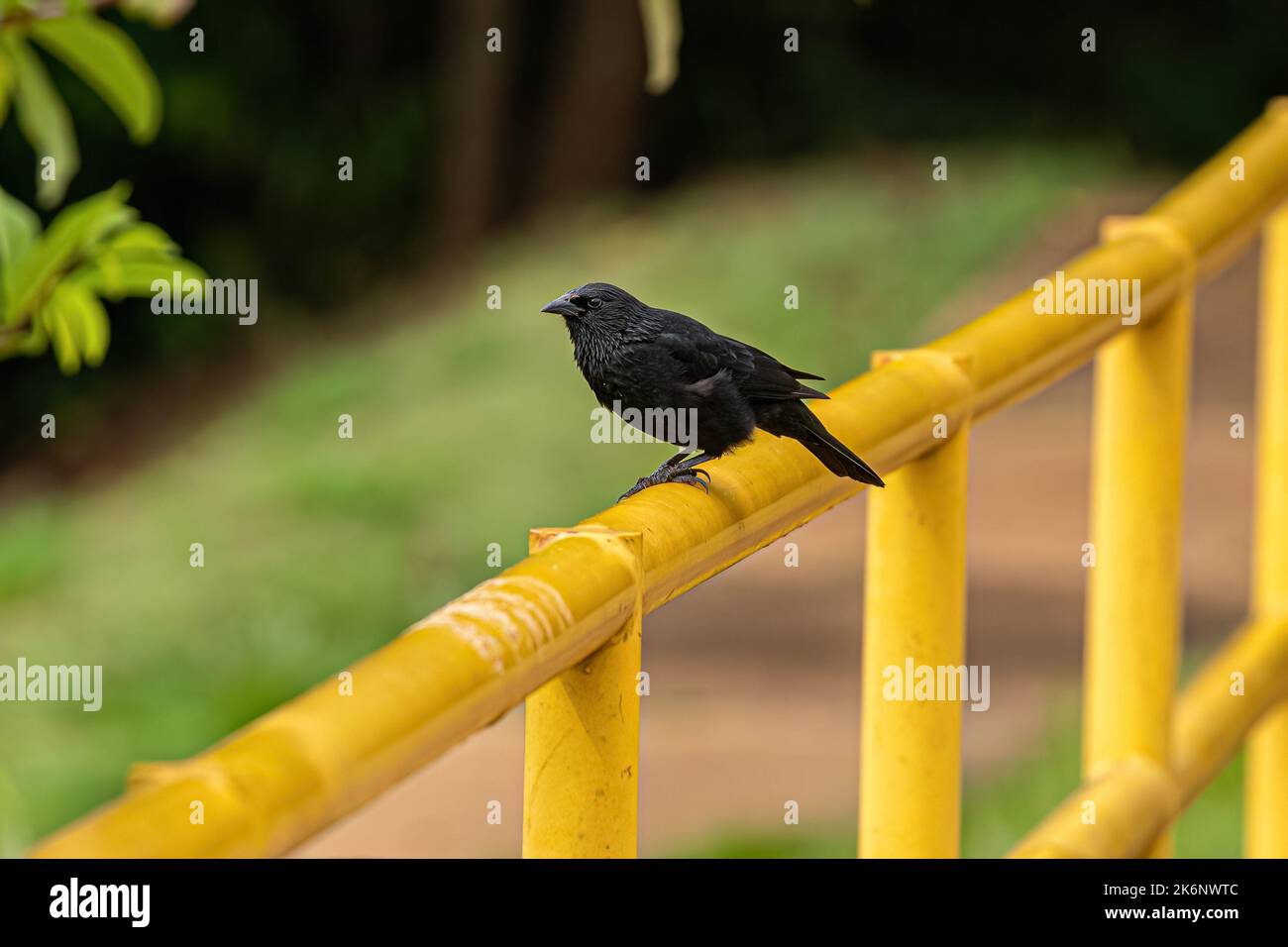 Black Chopi Blackbird of the species Gnorimopsar chopi Stock Photo