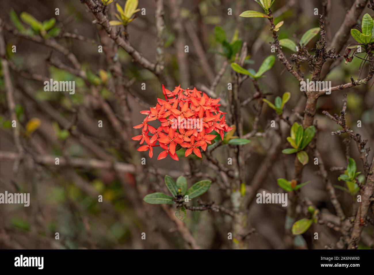Jungle Flame Plant Flower of the species Ixora coccinea Stock Photo