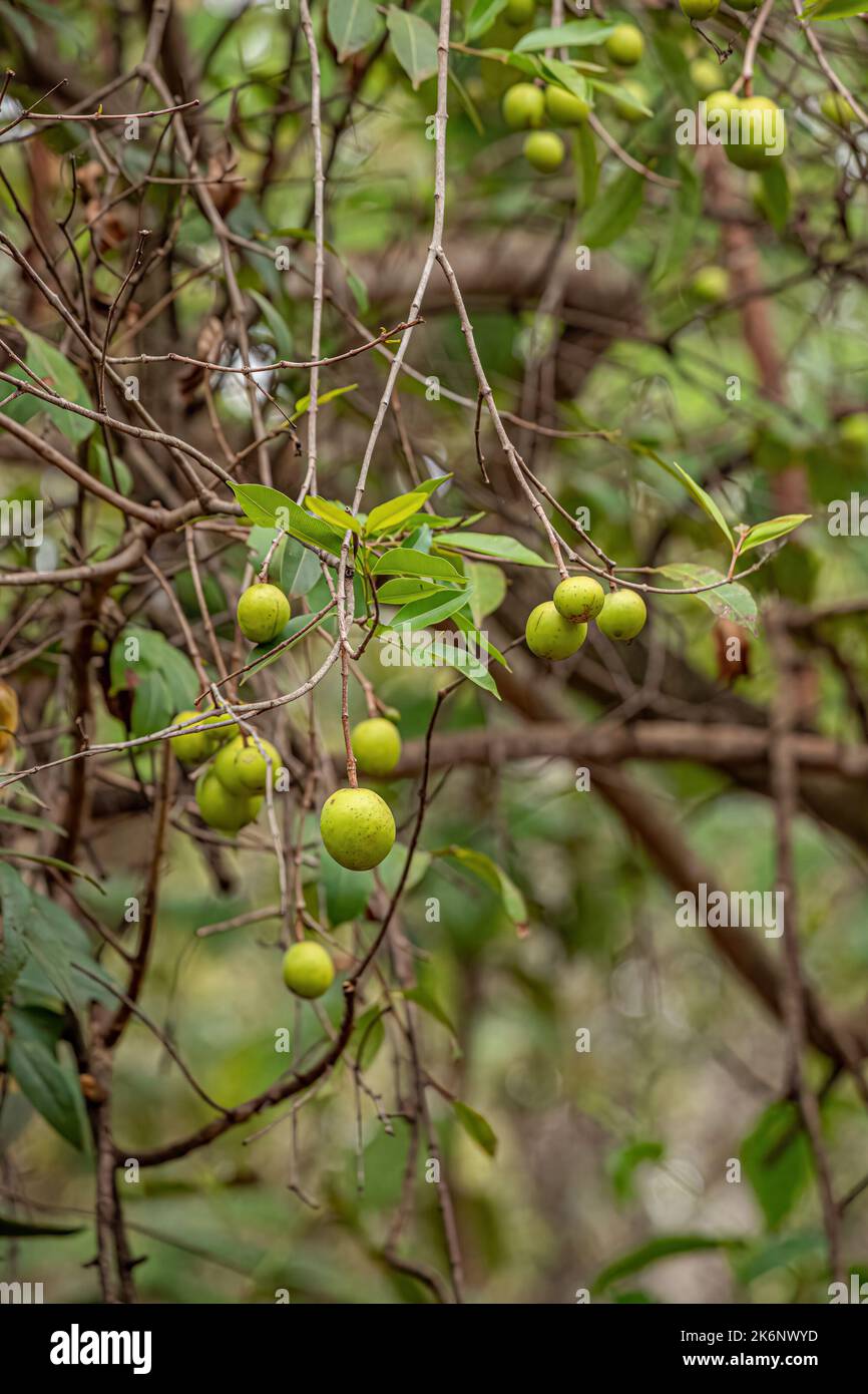 Tree with fruits called Mangaba of the species Hancornia speciosa with selective focus Stock Photo