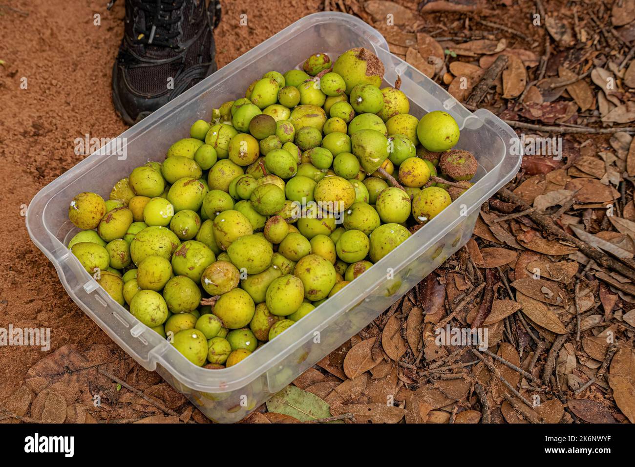 fruits called Mangaba collected in a plastic container Stock Photo