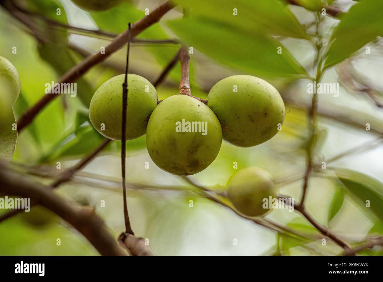 Tree with fruits called Mangaba of the species Hancornia speciosa with selective focus Stock Photo