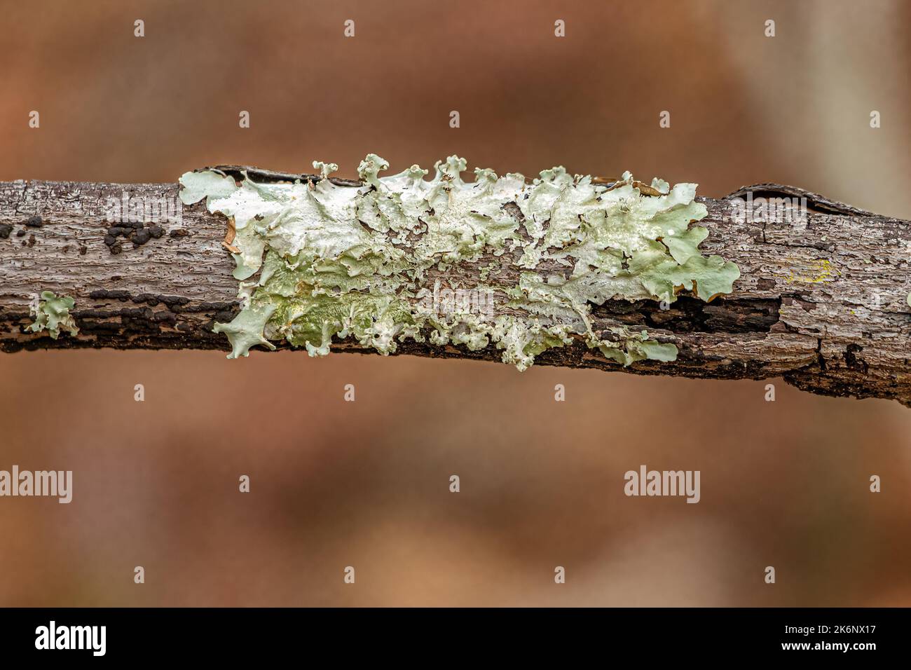 Small Shield Lichen of the Family Parmeliaceae Stock Photo
