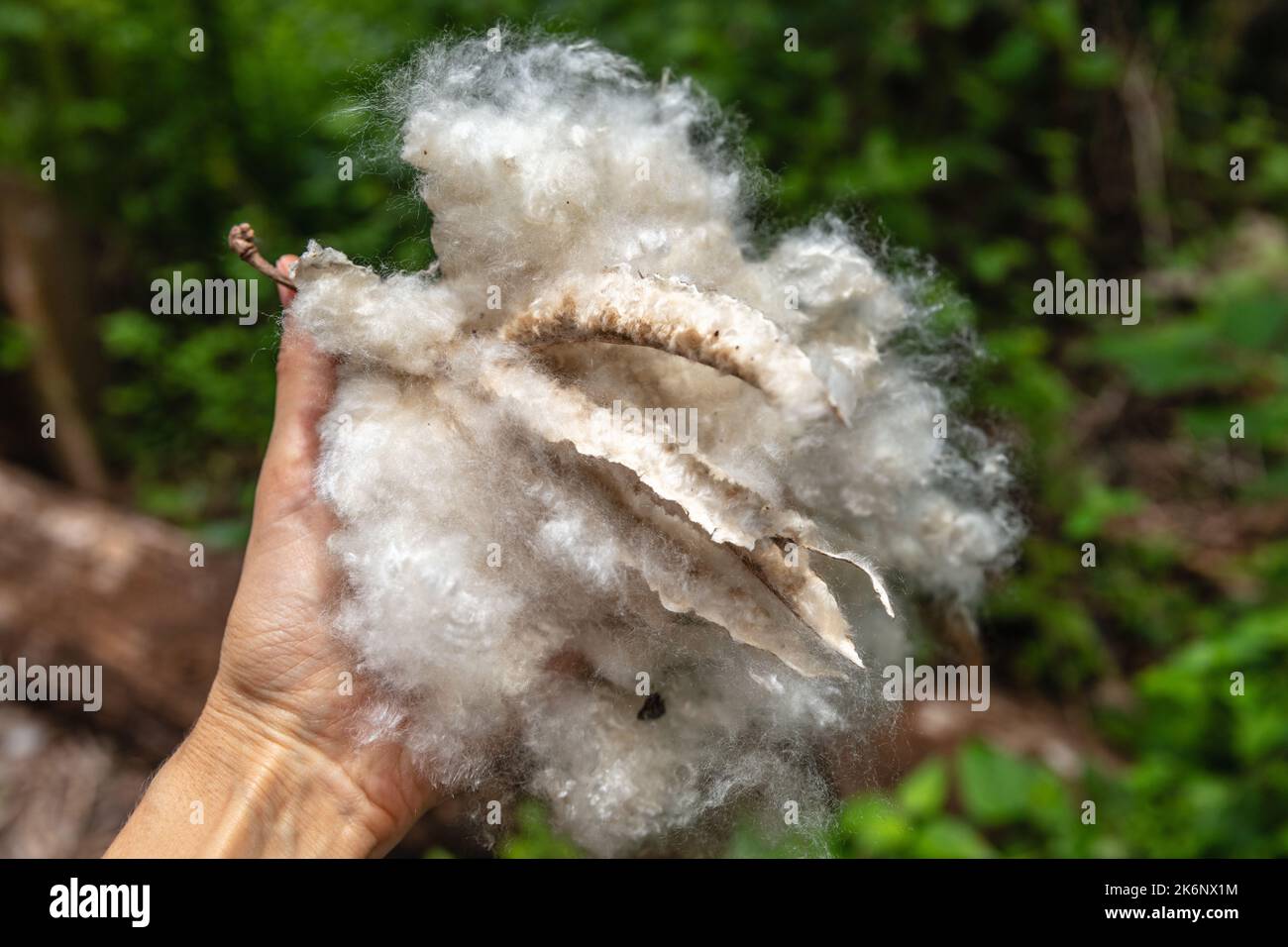 Hand holding fibers of dehisced fruit of Cotton tree or Kapok (Ceiba pentandra). Bali, Indonesia. Stock Photo