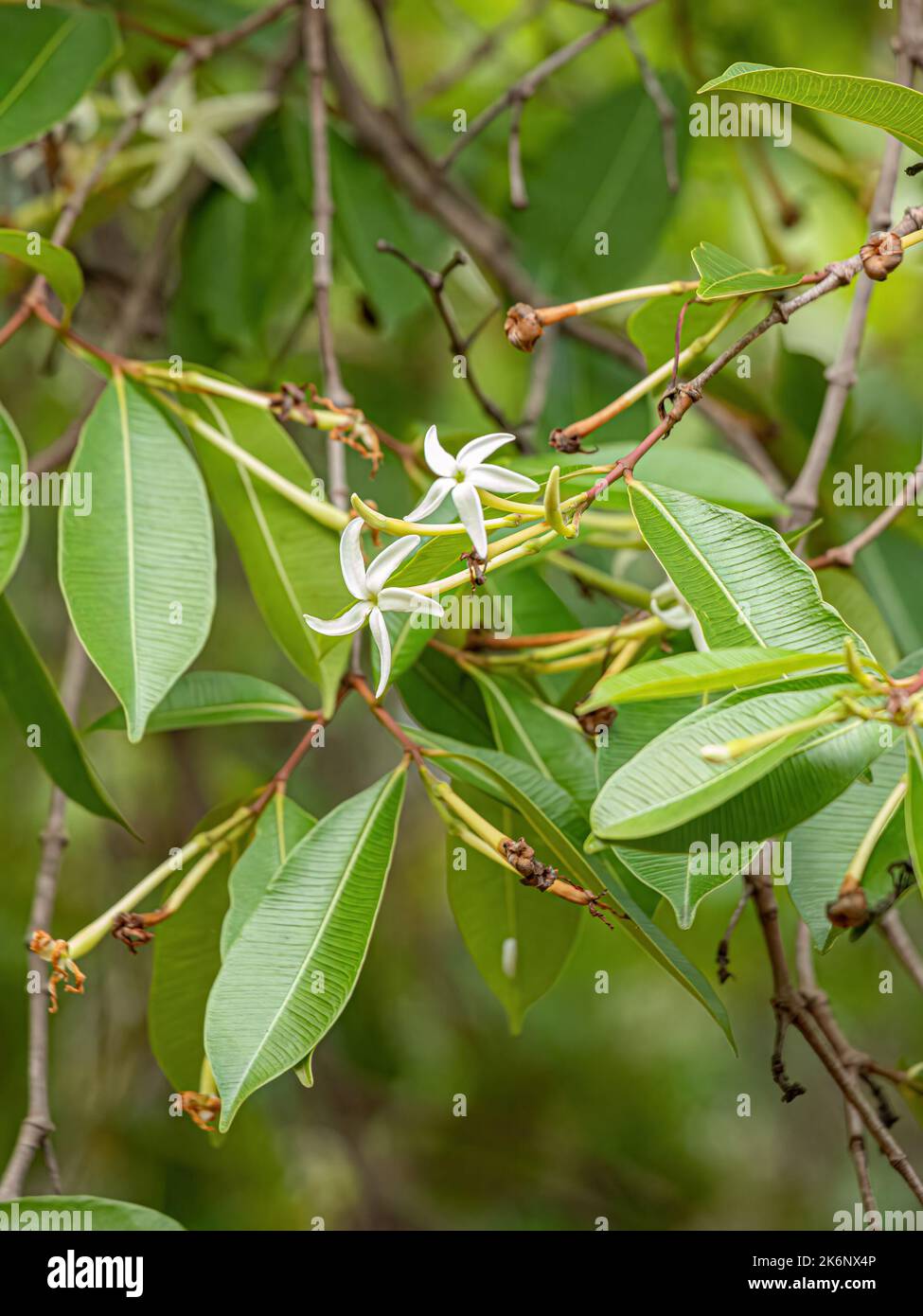 flower of the Tree called Mangaba of the species Hancornia speciosa with selective focus Stock Photo