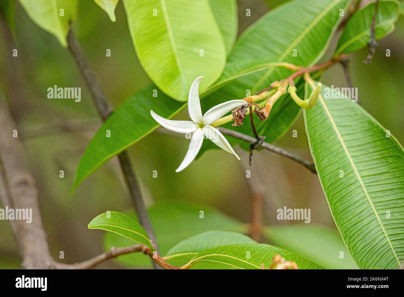 flower of the Tree called Mangaba of the species Hancornia speciosa with selective focus Stock Photo