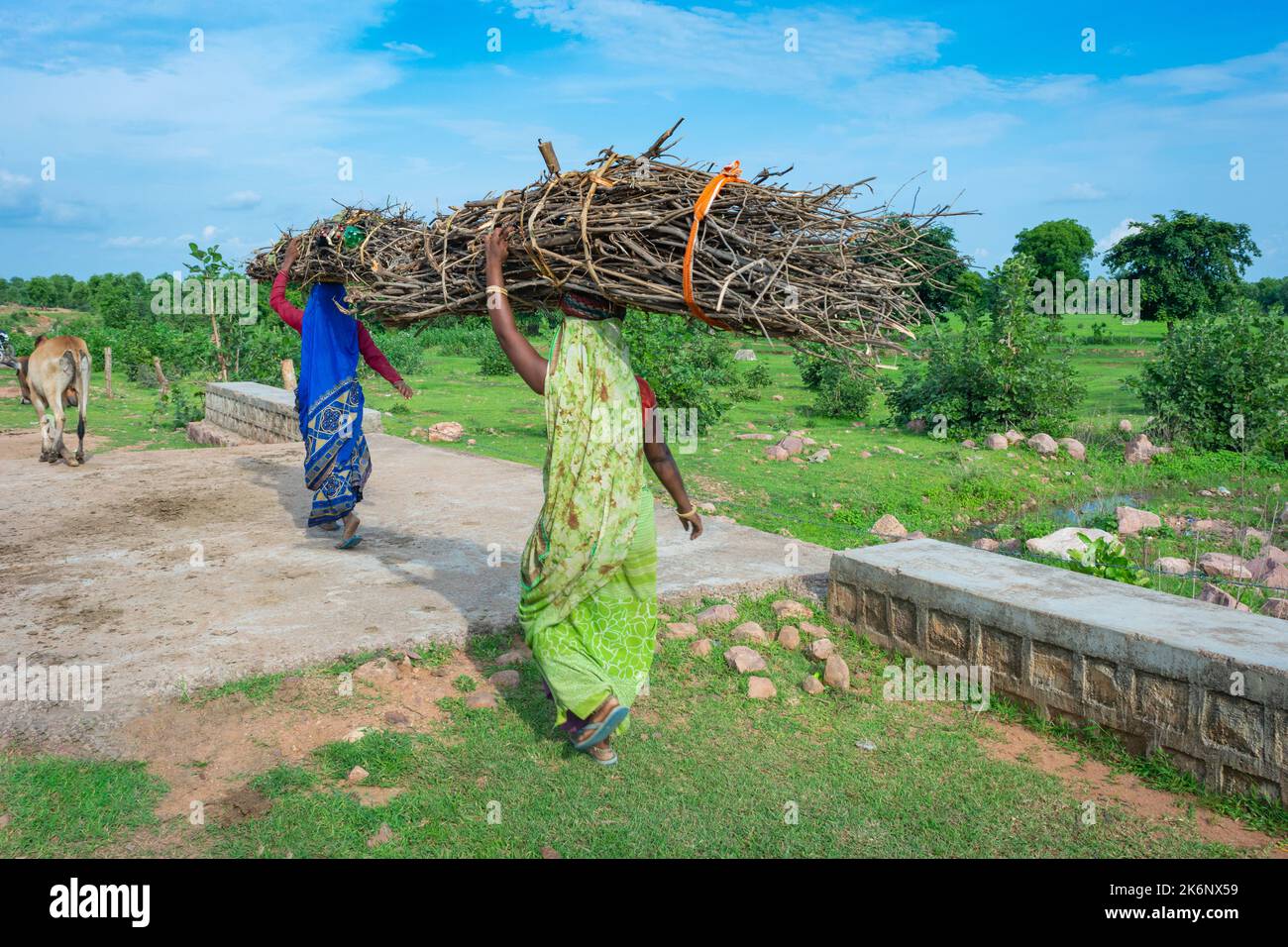 TIKAMGARH, MADHYA PRADESH, INDIA - AUGUST 11, 2022: Women carrying firewood on her head. Stock Photo