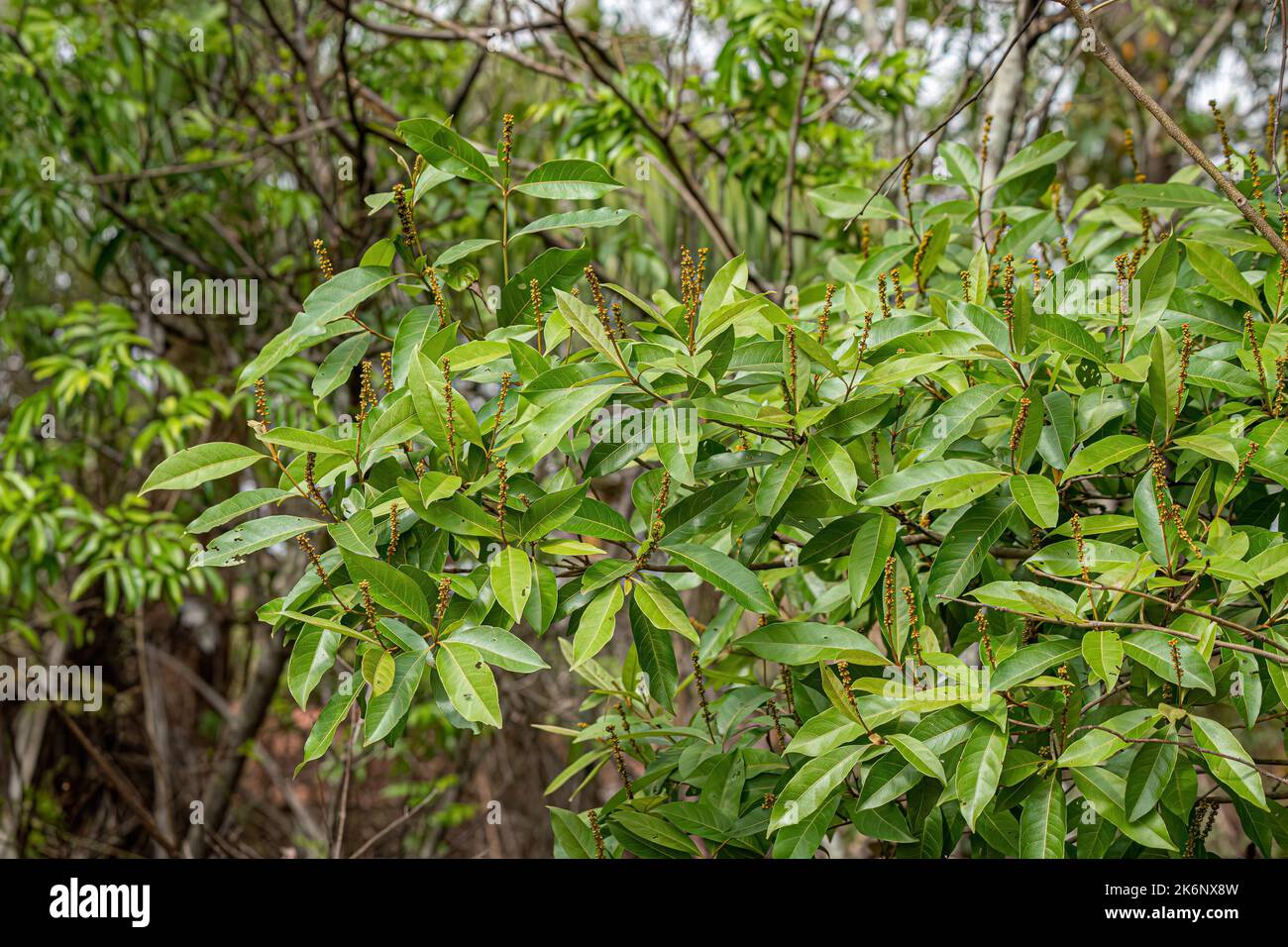 Angiosperm Tree Leaves of the species Byrsonima coccolobifolia Stock Photo