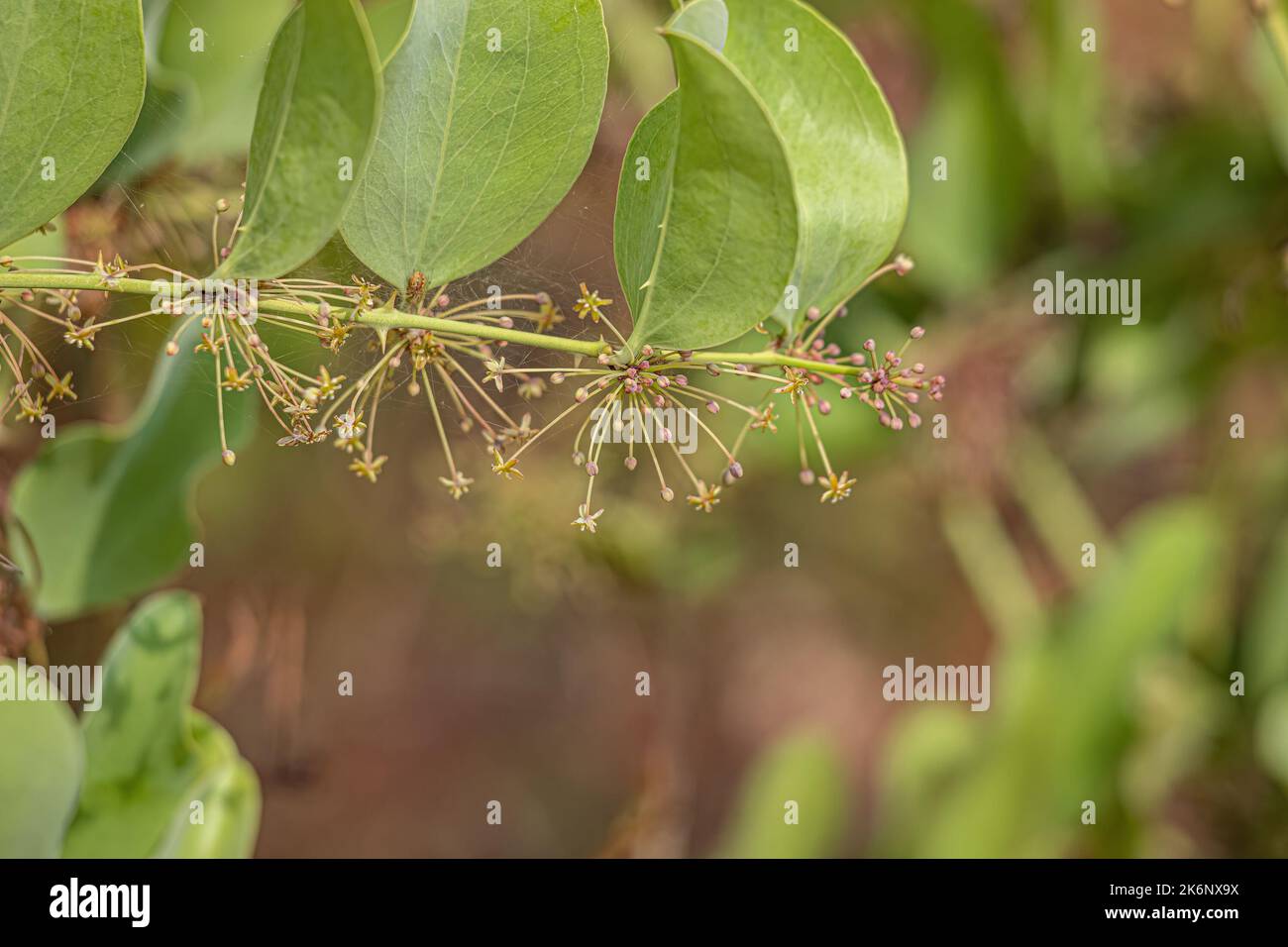 Greenbrier Angiosperm Plant of the Genus Smilax Stock Photo
