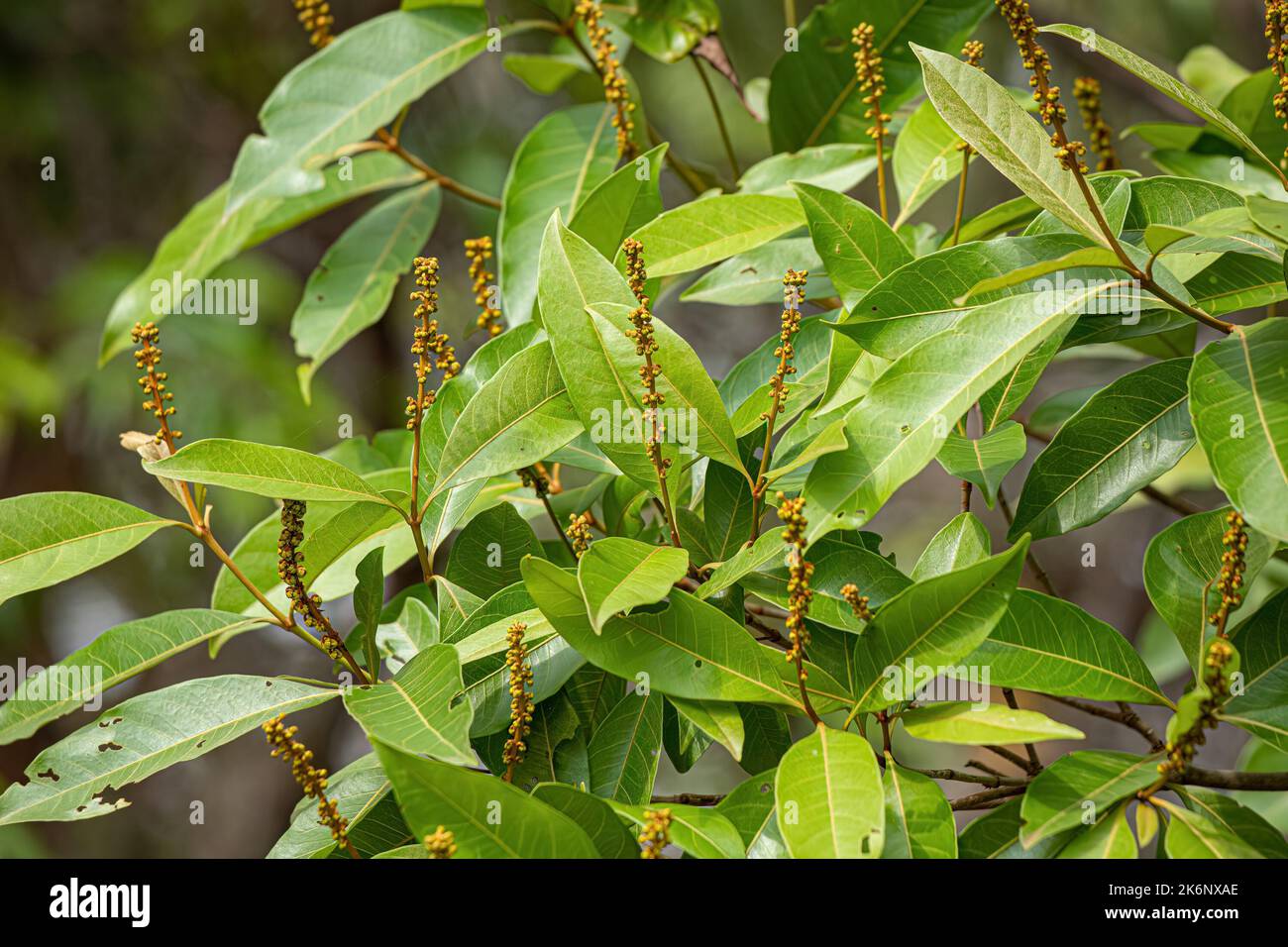 Angiosperm Tree Leaves of the species Byrsonima coccolobifolia Stock Photo