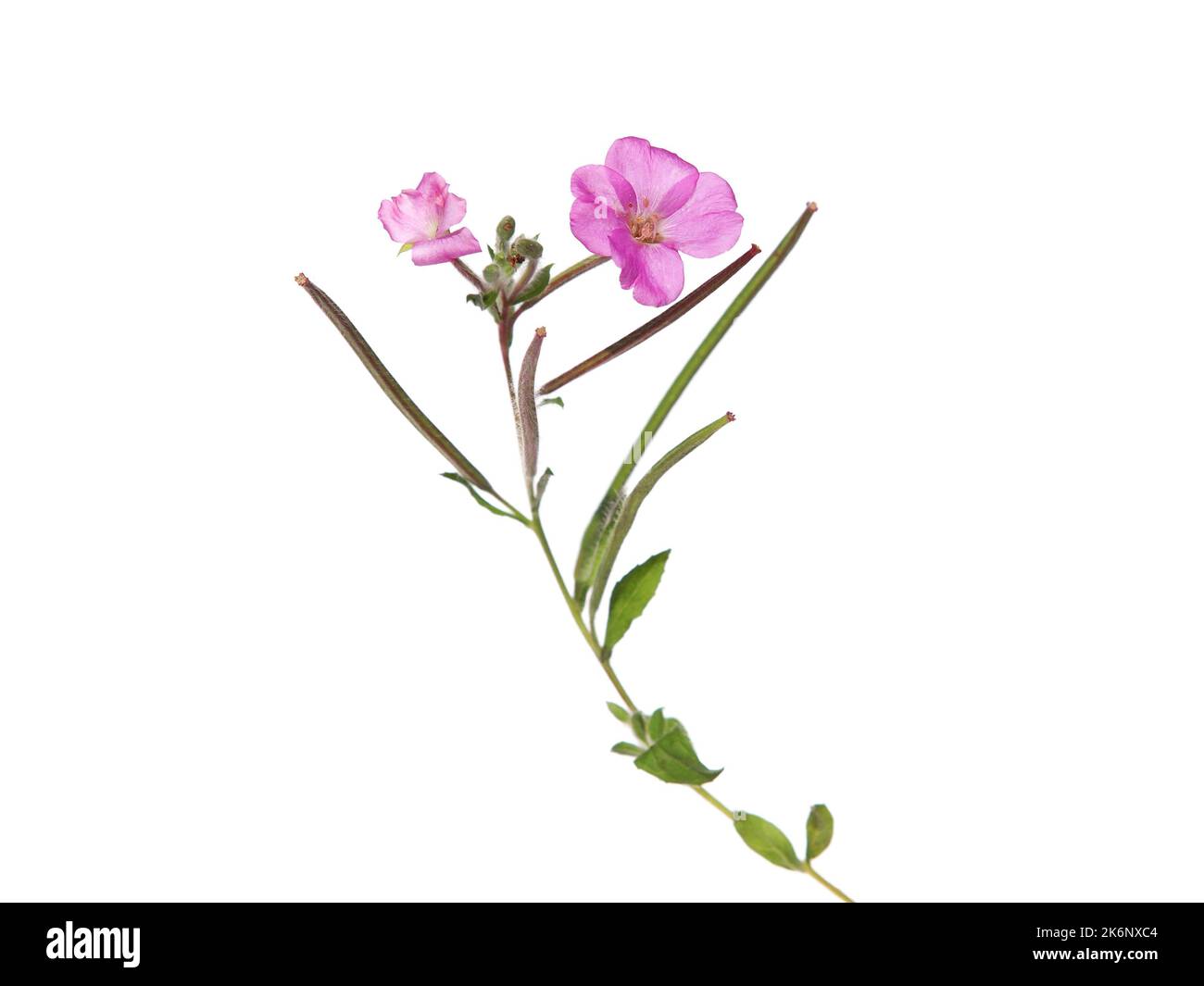 Pink flower of great hairy willowherb isolated on white background. Epilobium hirsutum Stock Photo