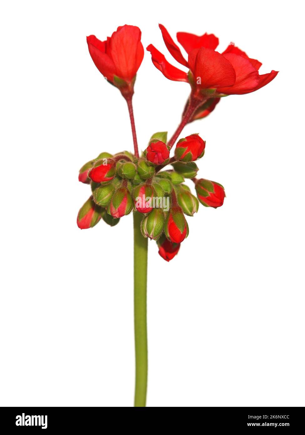 Red flowers of geraniums isolated on white Stock Photo Alamy