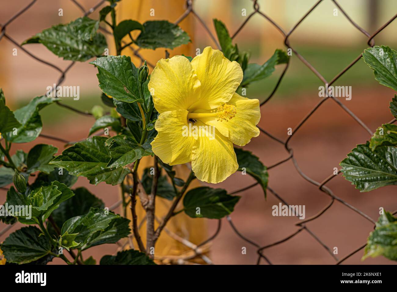 Chinese Hibiscus Flower of the species Hibiscus rosasinensis Stock