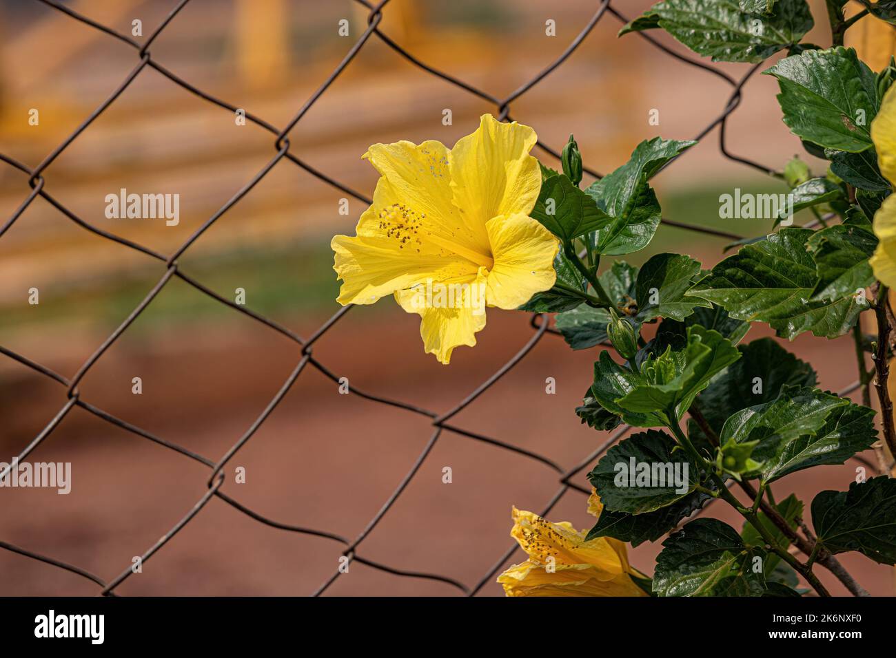 Chinese Hibiscus Flower of the species Hibiscus rosasinensis Stock