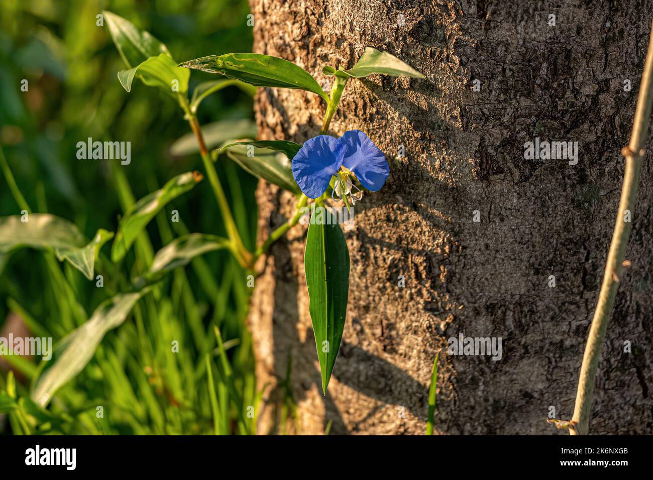 Small Dayflower Plant of the Genus Commelina Stock Photo