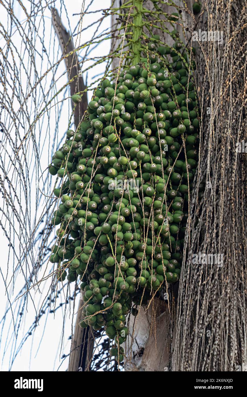 Queen Palm Tree of the species Syagrus romanzoffiana Stock Photo
