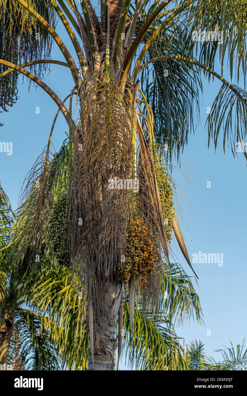 Queen Palm Tree of the species Syagrus romanzoffiana Stock Photo