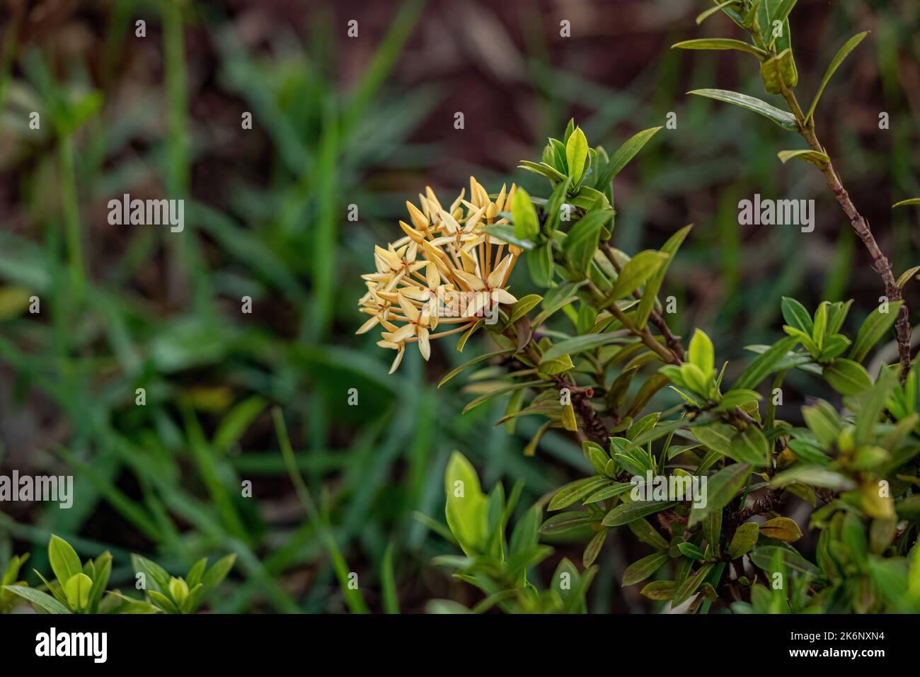 Yellow Jungle Flame Plant Flower of the species Ixora coccinea Stock Photo