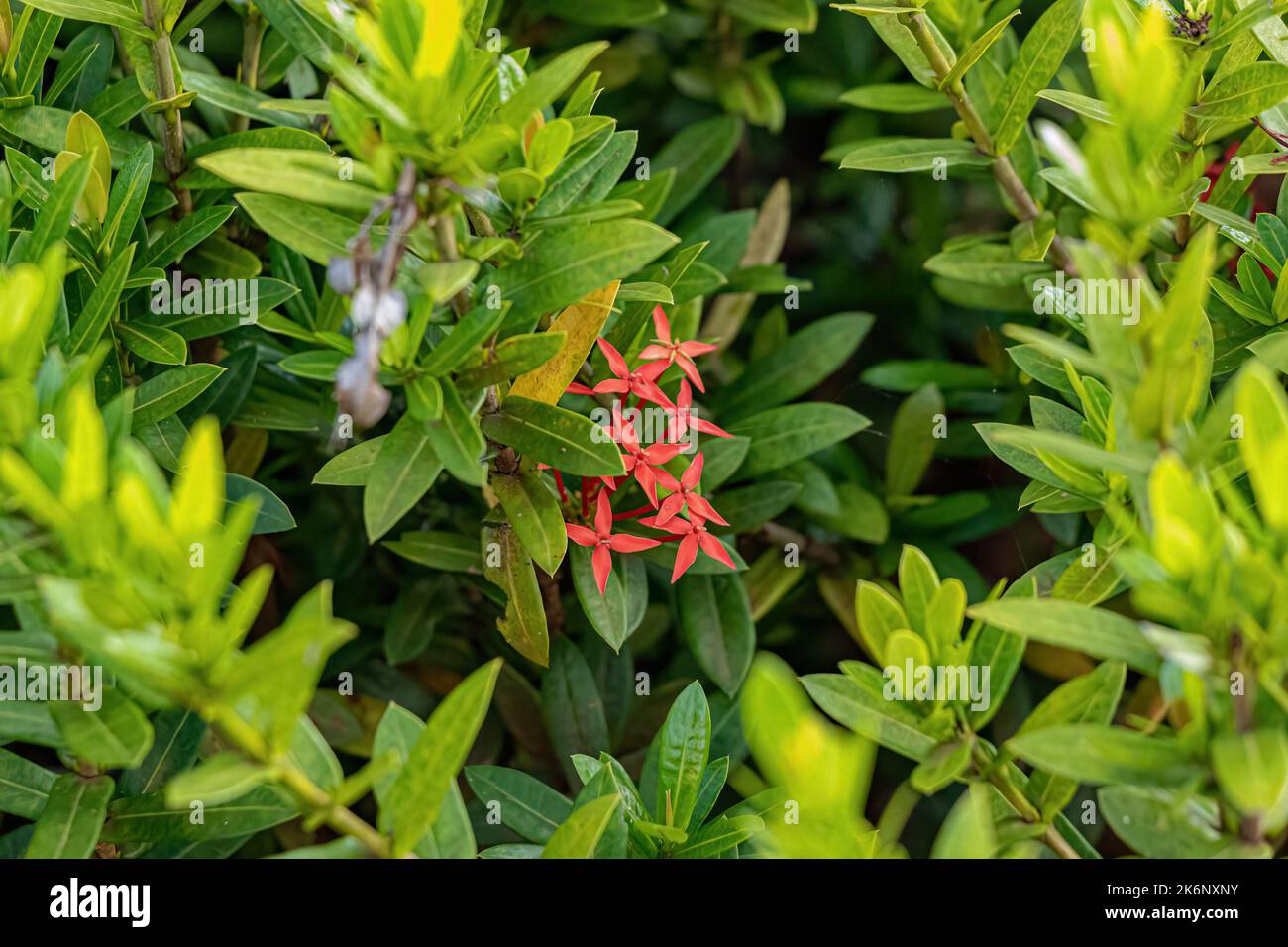 Red Jungle Flame Plant Flower of the species Ixora coccinea Stock Photo