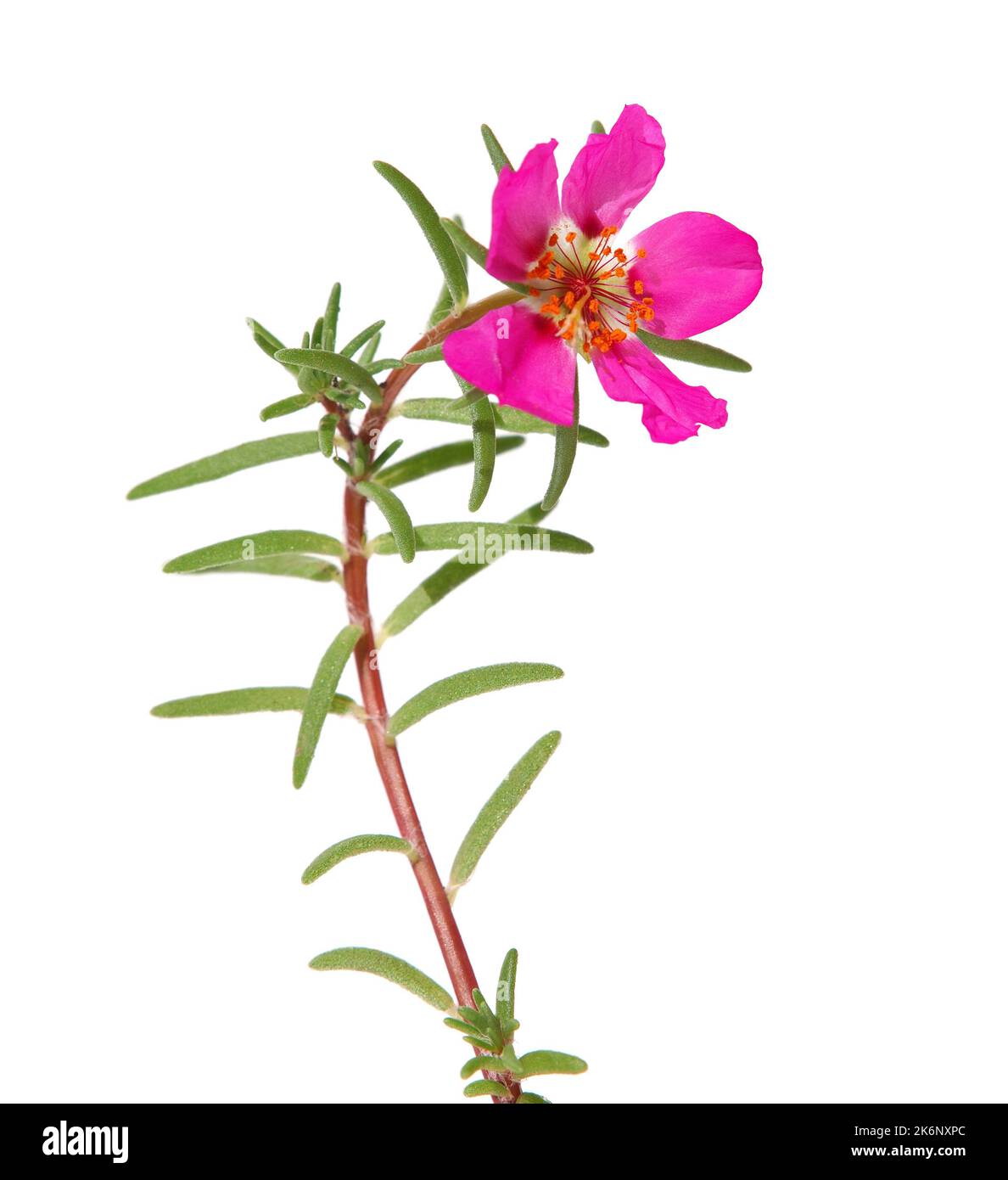 Pink flower of moss rose isolated on white, Portulaca grandiflora Stock