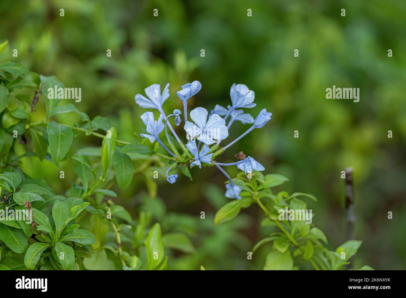 Blue Plumbago Plant of the species Plumbago auriculata Stock Photo