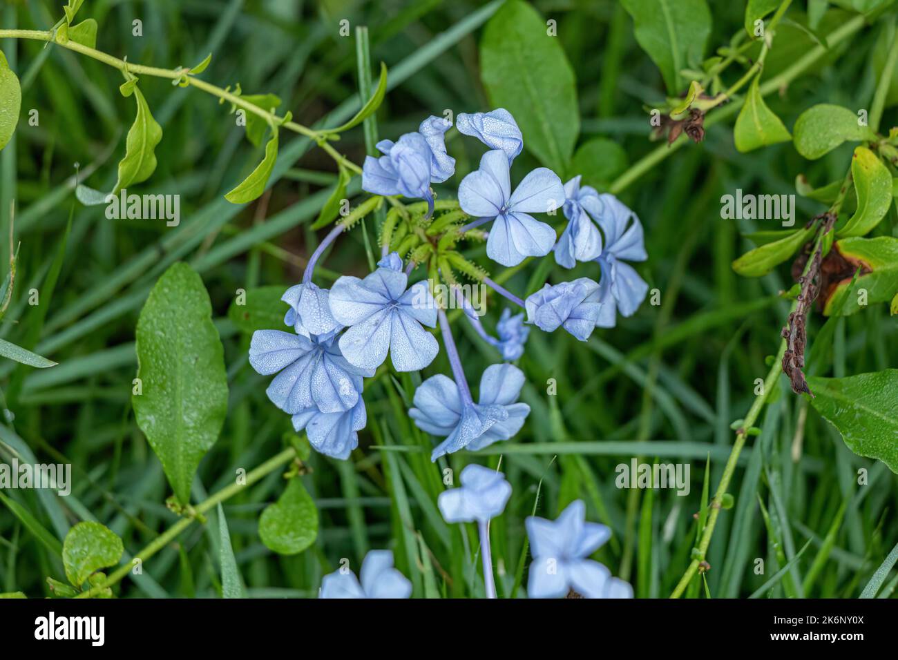 Blue Plumbago Plant of the species Plumbago auriculata Stock Photo