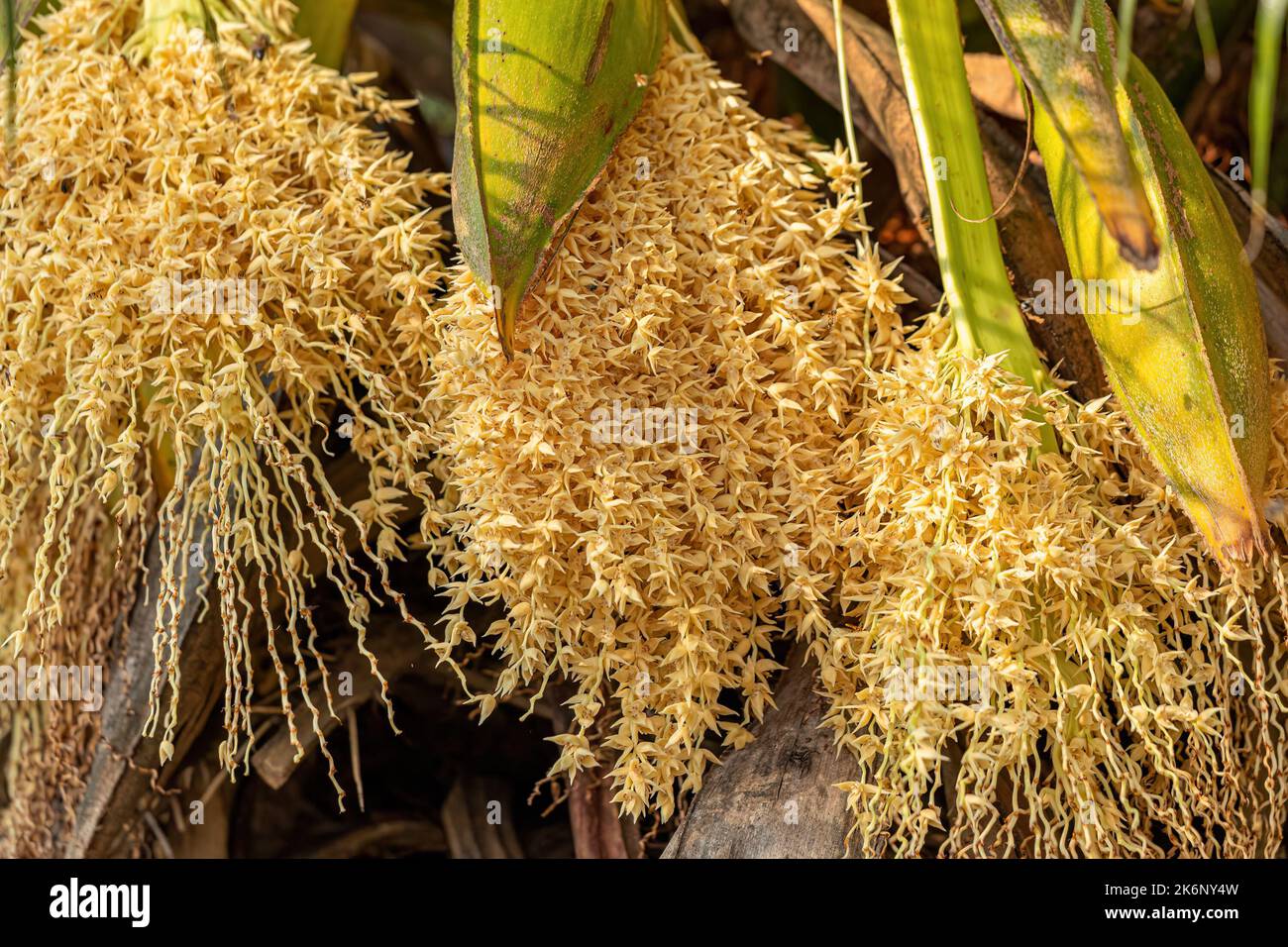 Pygmy Date Palm of the species Phoenix roebelenii Stock Photo Alamy