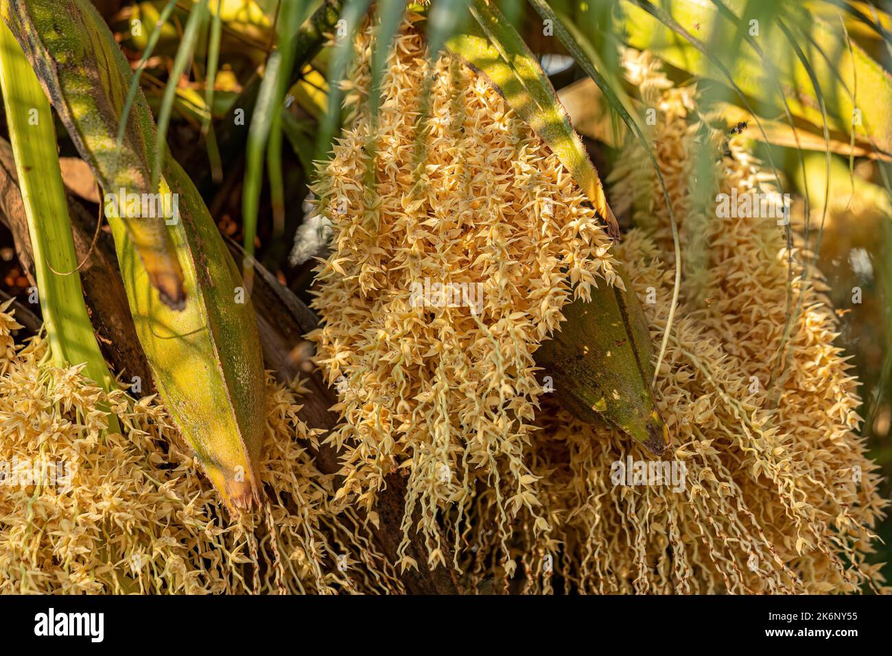 Pygmy Date Palm of the species Phoenix roebelenii Stock Photo Alamy