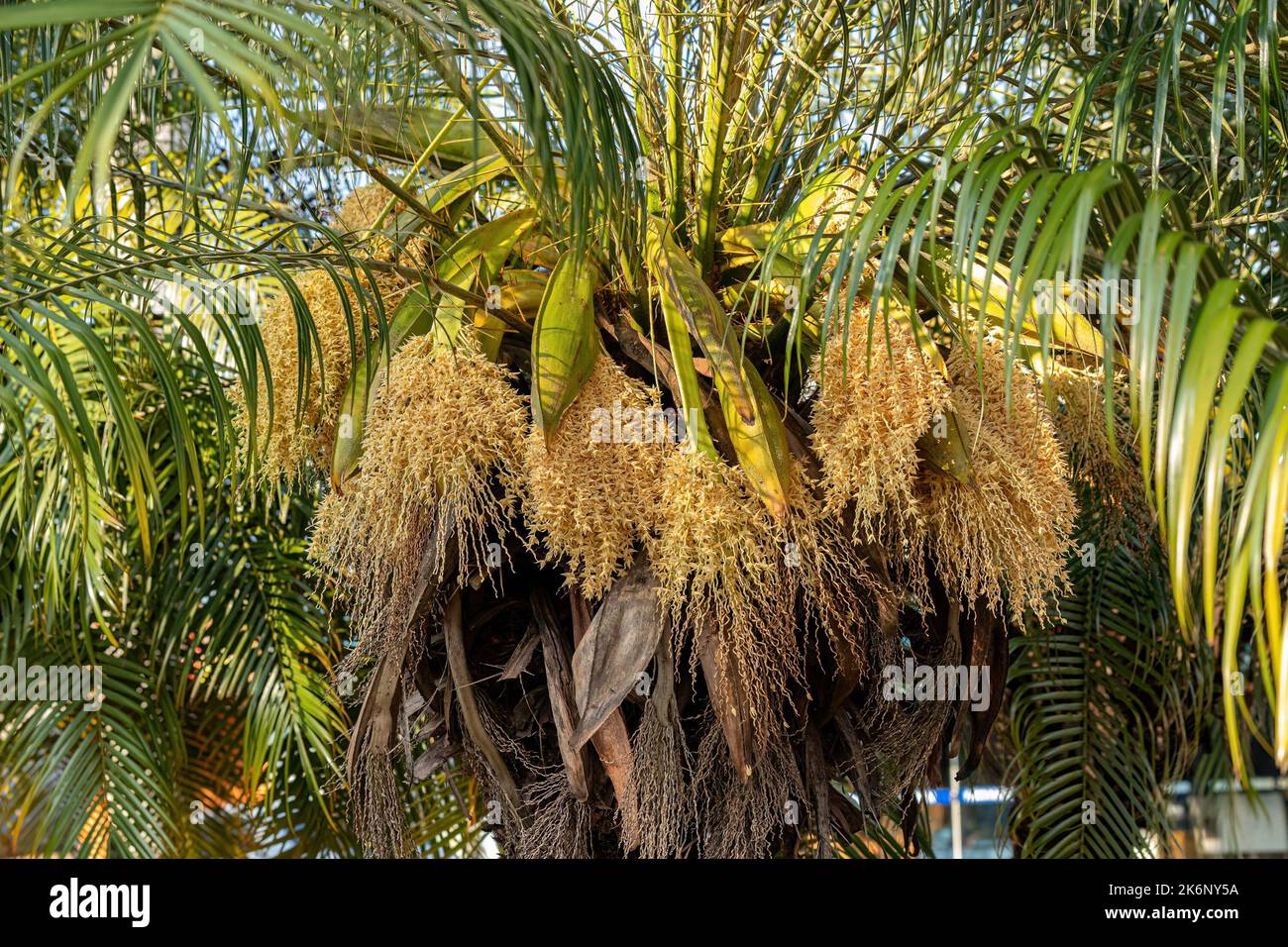 Pygmy Date Palm of the species Phoenix roebelenii Stock Photo Alamy