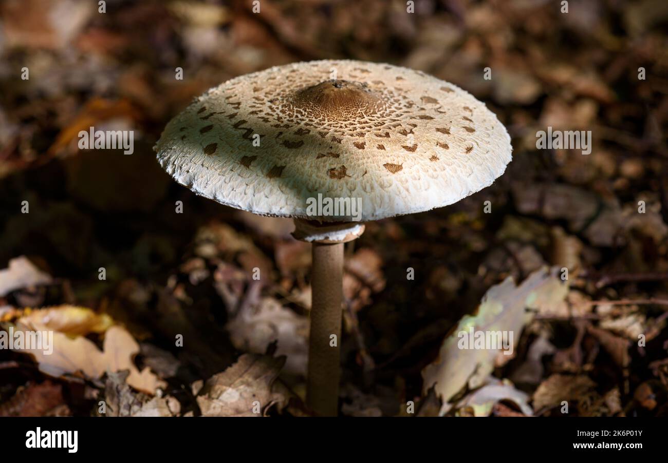 Close-up view of a magnificent Macrolepiota procera, commonly known as the parasol mushroom, growing in an undergrowth. Stock Photo