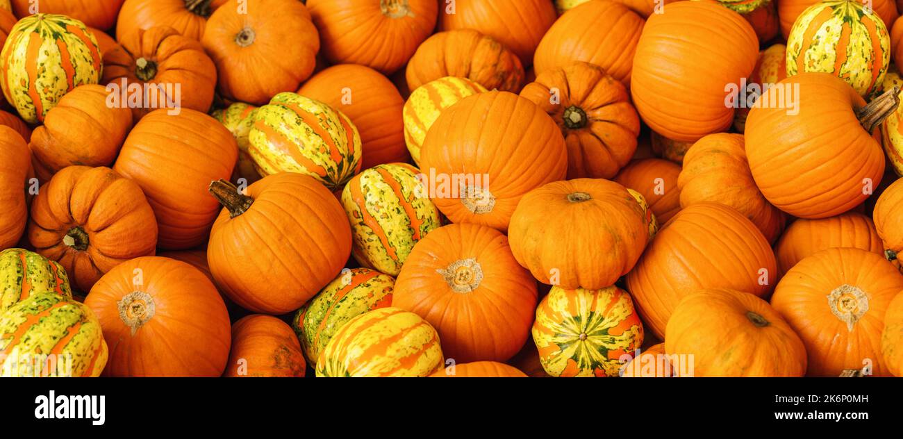 pile of different pumpkins at a market Stock Photo