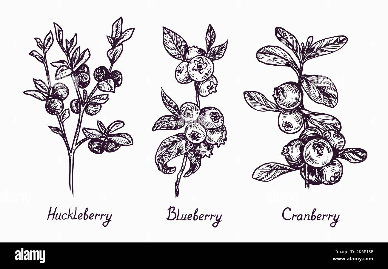 Huckleberry, Blueberry and Cranberry branch with berries and leaves, simple doodle drawing with inscription, gravure style Stock Photo