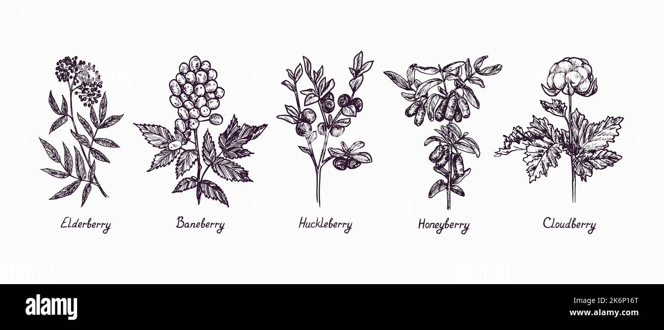 Elderberry (Sambucus), Baneberry (Actaea), Huckleberry, Honeyberry and Cloudberry (Rubus chamaemorus) branch with berries and leaves, outline doodle Stock Photo