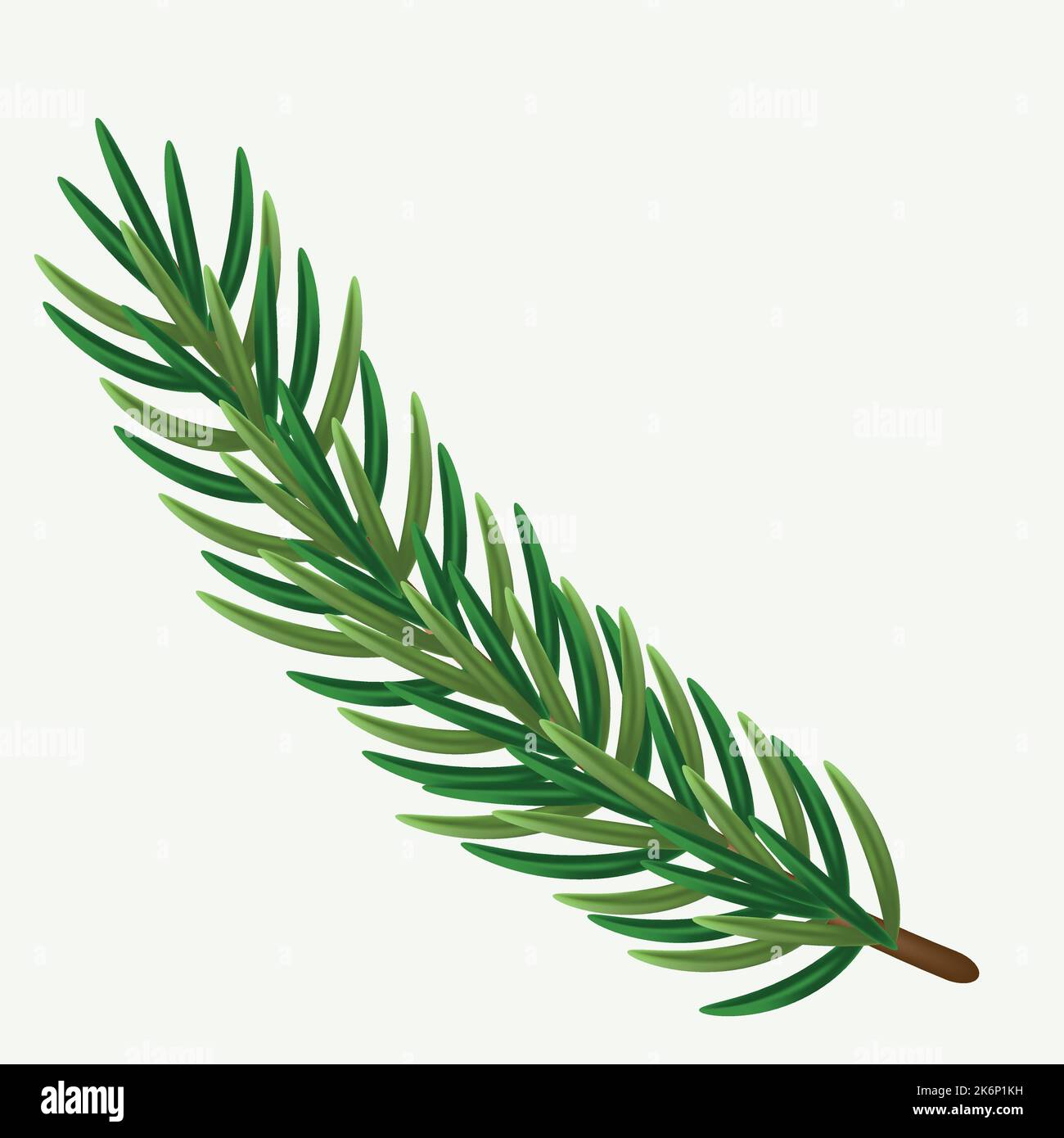 Green spruce branch in a beautiful style on a white background. white natural background. Isolated vector illustration. Green tree border. Stock Vector