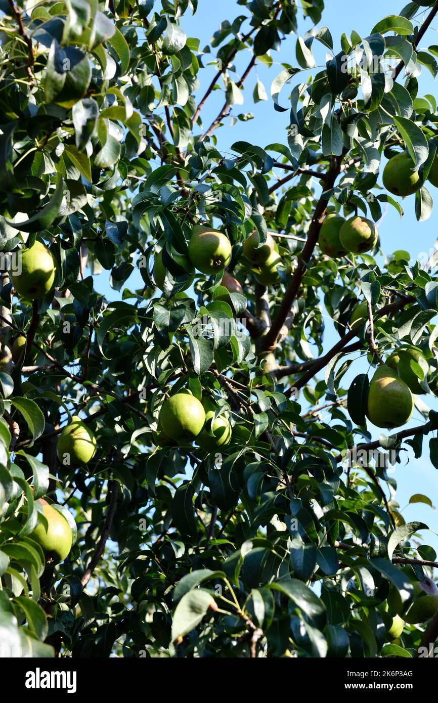 Apples growing in a Tree Cotswolds Oxfordshire England uk Stock Photo