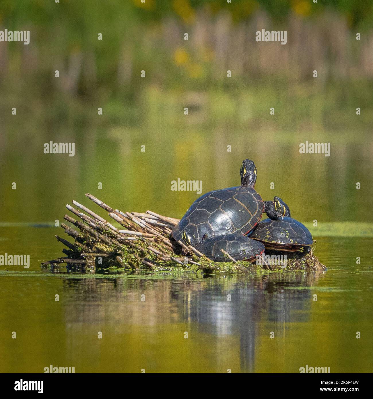 I photographed these painted turtles sunning themselves while kayaking