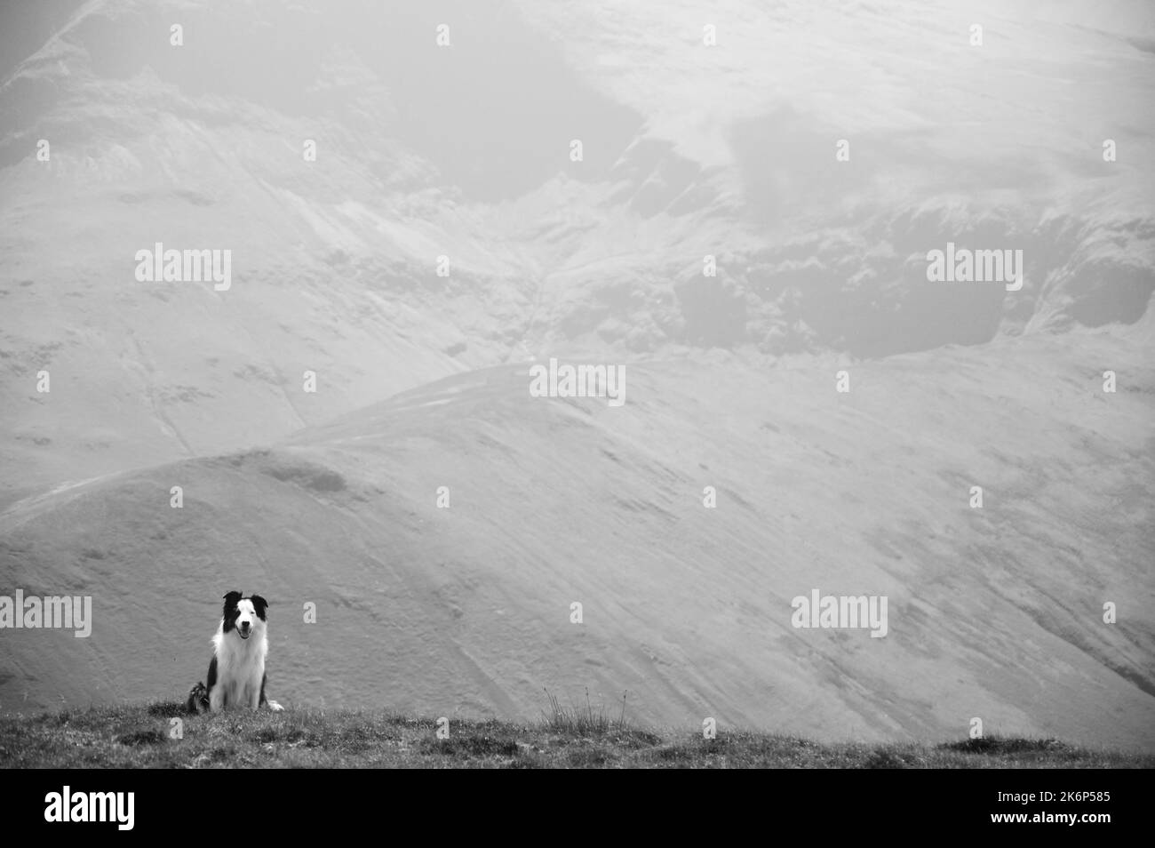Monochrome image of a border collie dog sat in the grass in the cumbrian mountains Stock Photo
