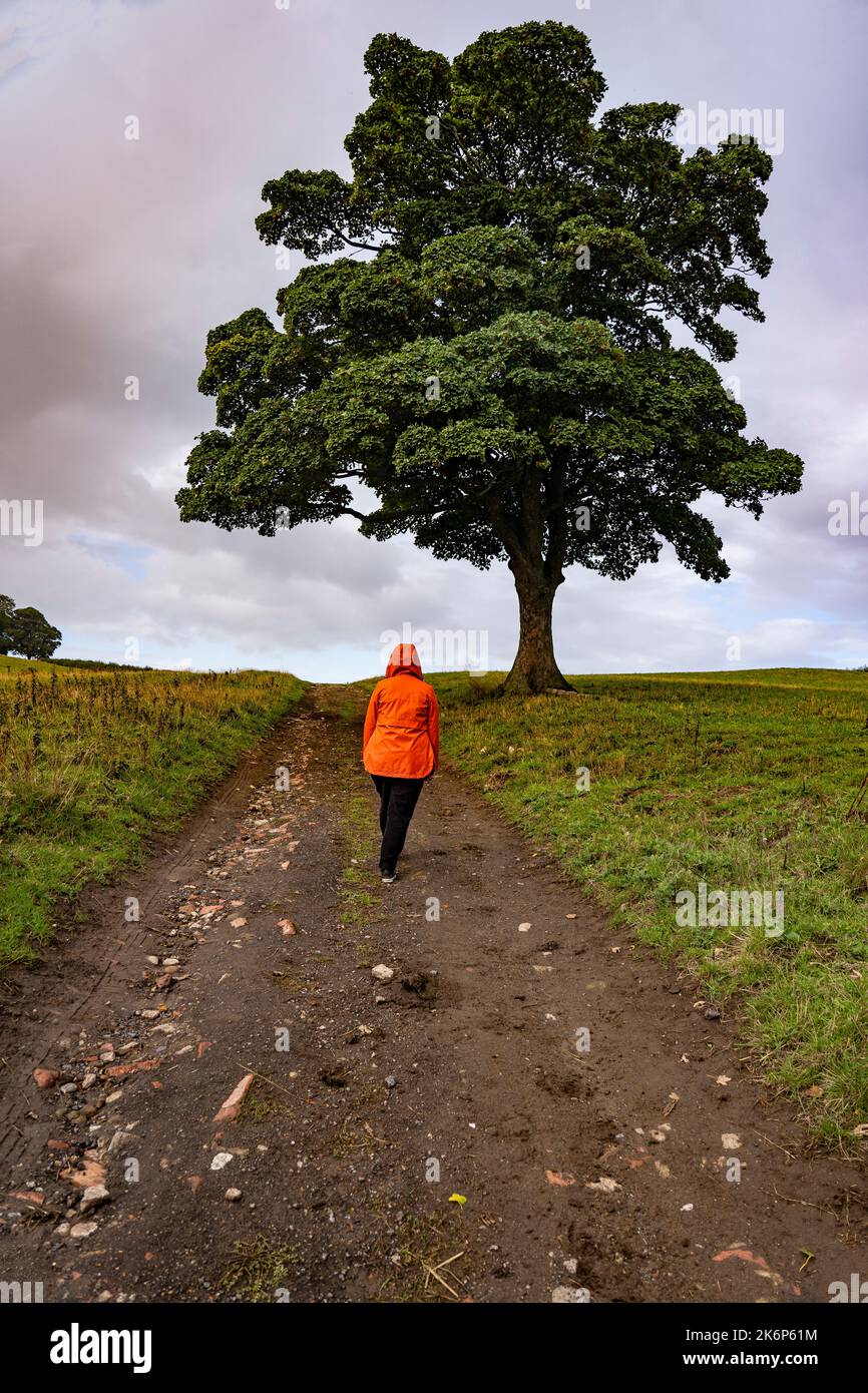 girl in orange coat walking along a track north yorkshire, UK Stock Photo