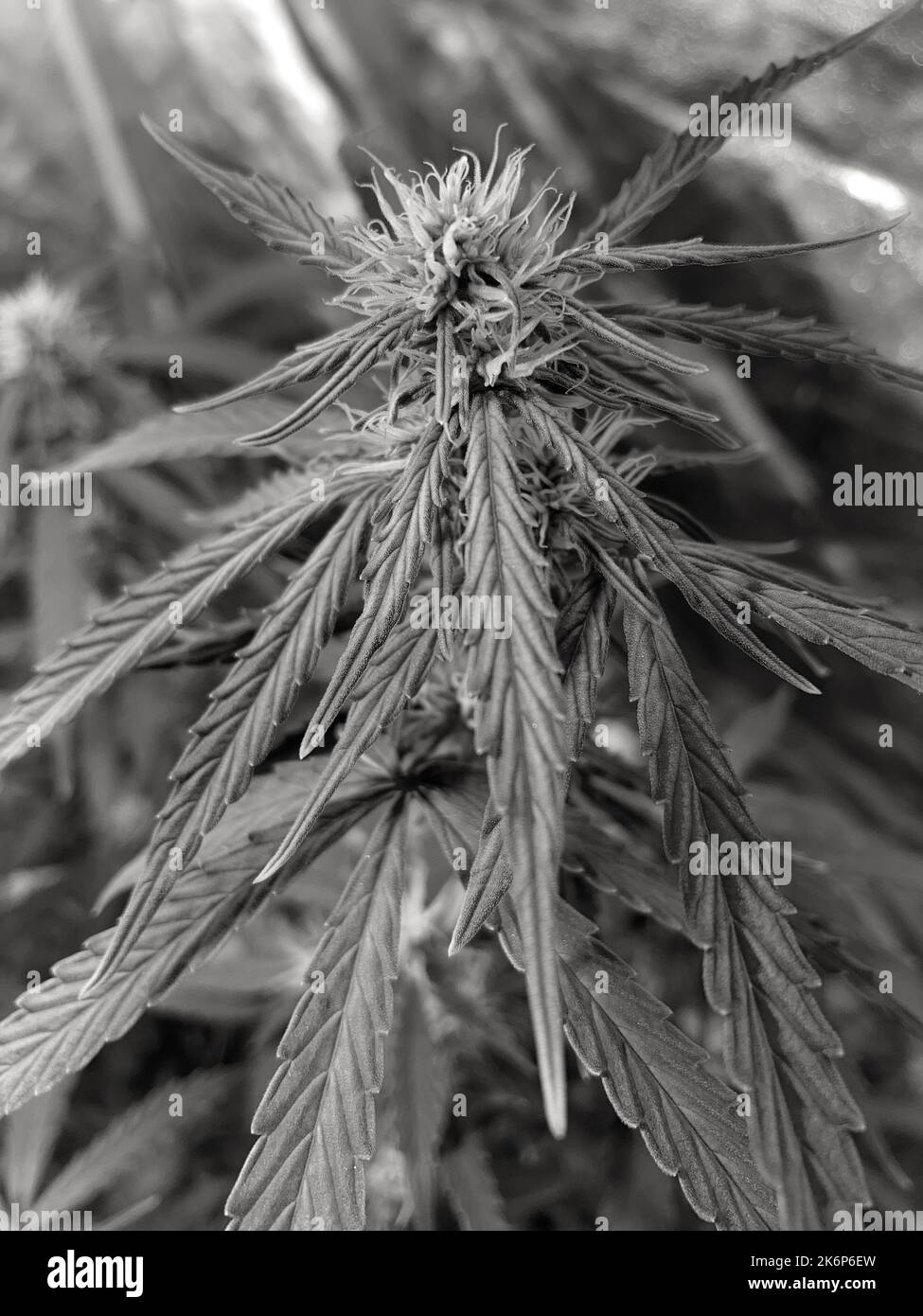 colour image of a female cannabis plant, Cannabis sativa, in a home grow tent Stock Photo