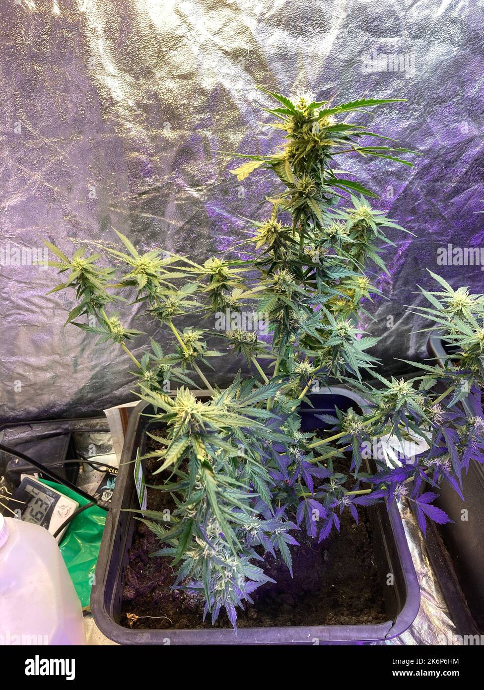 colour image of a female cannabis plant, Cannabis sativa, in a home grow tent Stock Photo