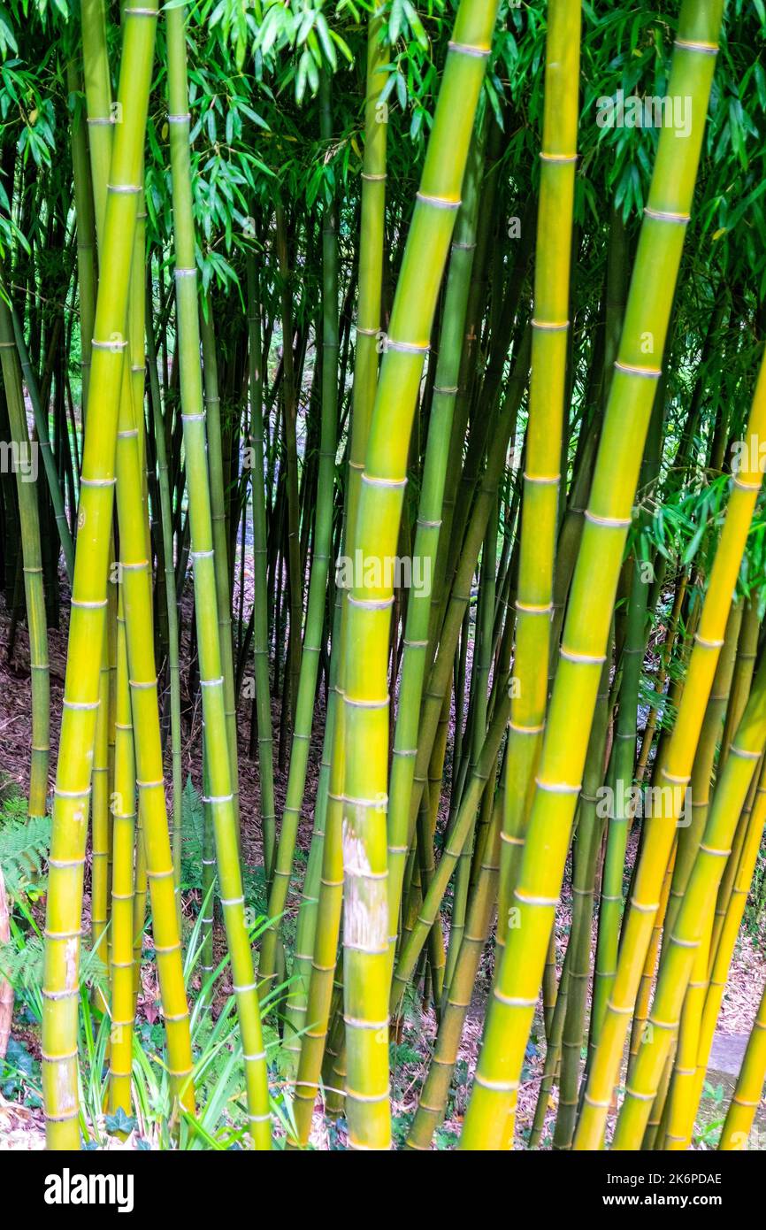 Tall bamboo hires stock photography and images Alamy