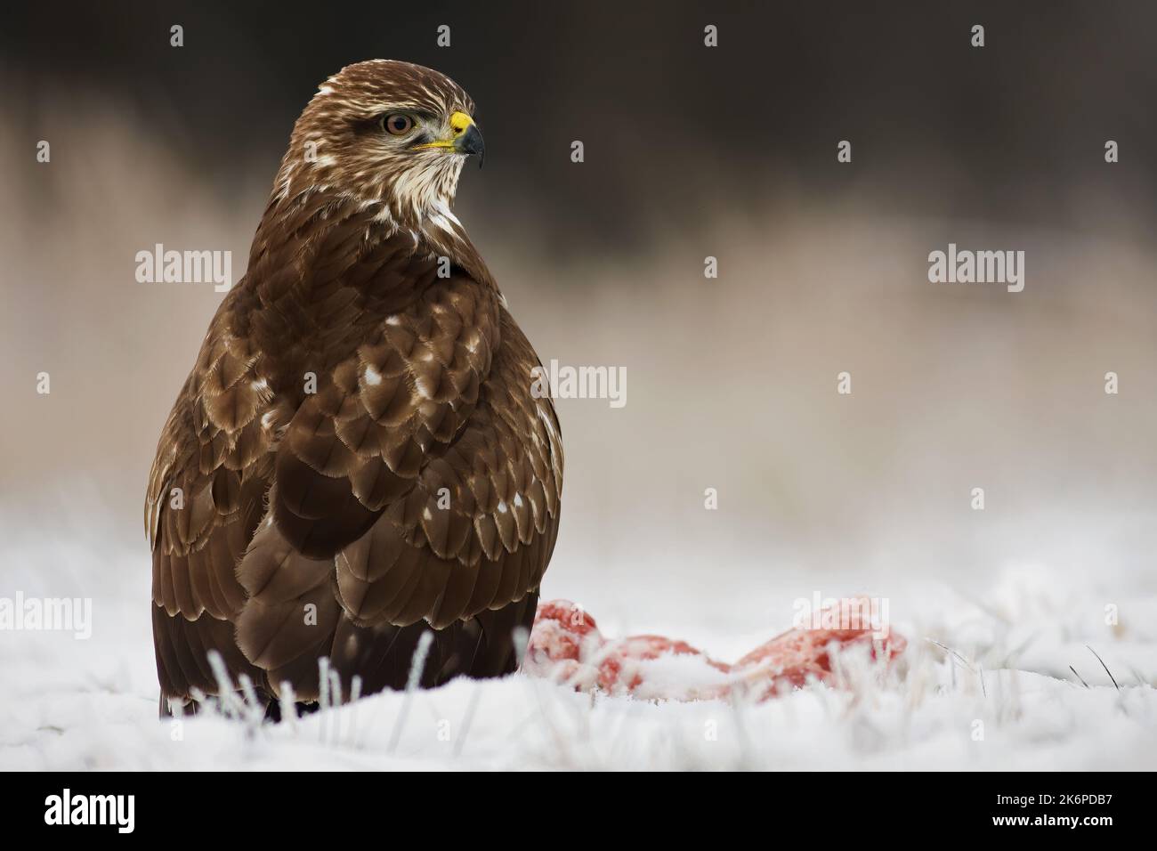 Common buzzard sitting in snowy glade wintertime nature Stock Photo