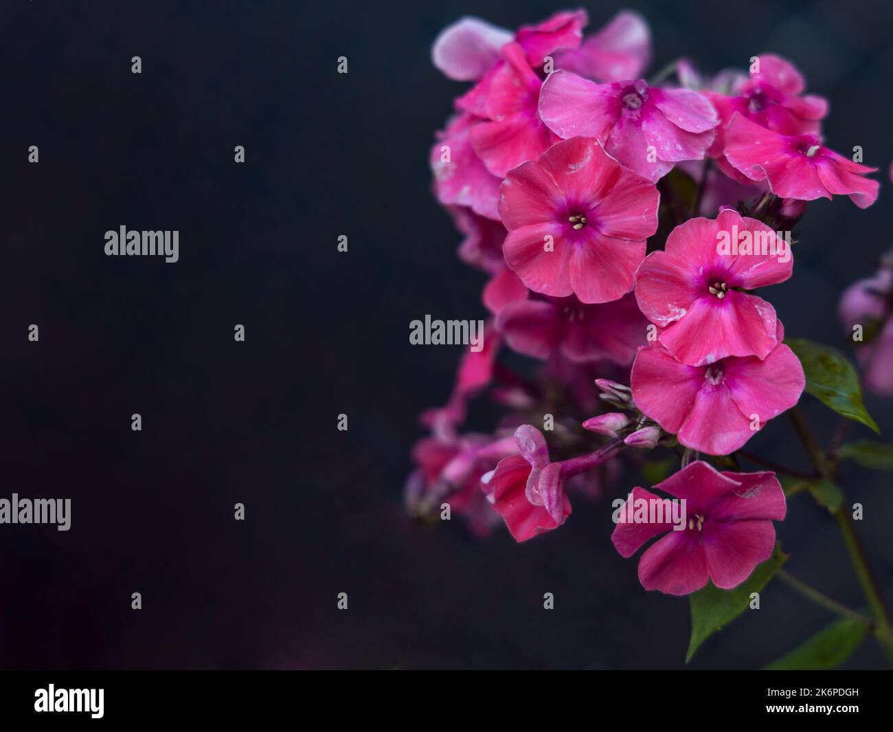 Pink garden phlox (Phlox paniculata), also called summer phlox, on dark background Stock Photo