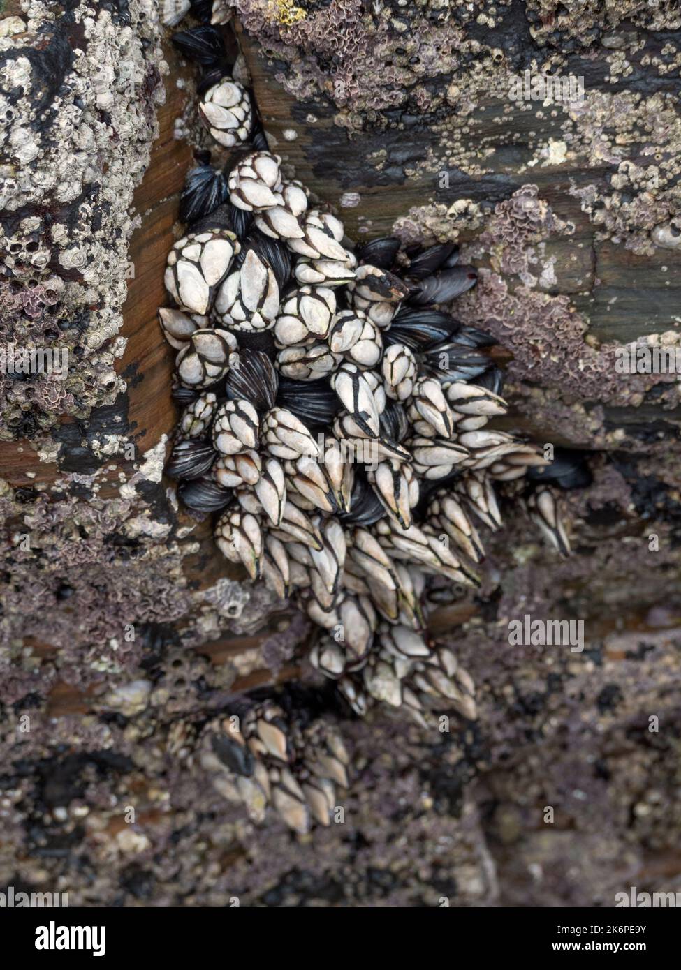 Front view of group of barnacles on a rock Stock Photo Biology Diagrams