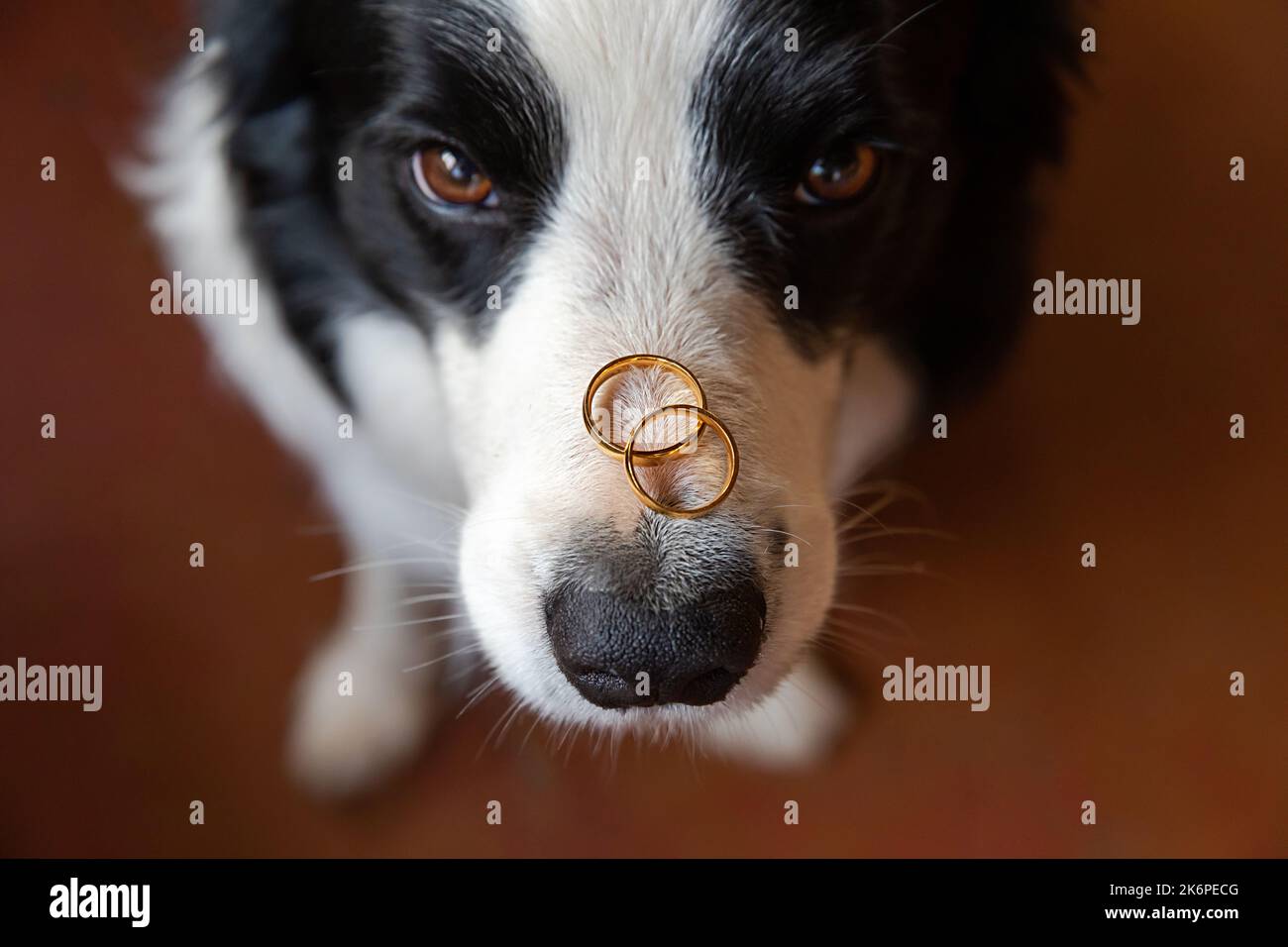 Will you marry me. Funny portrait of cute puppy dog border collie