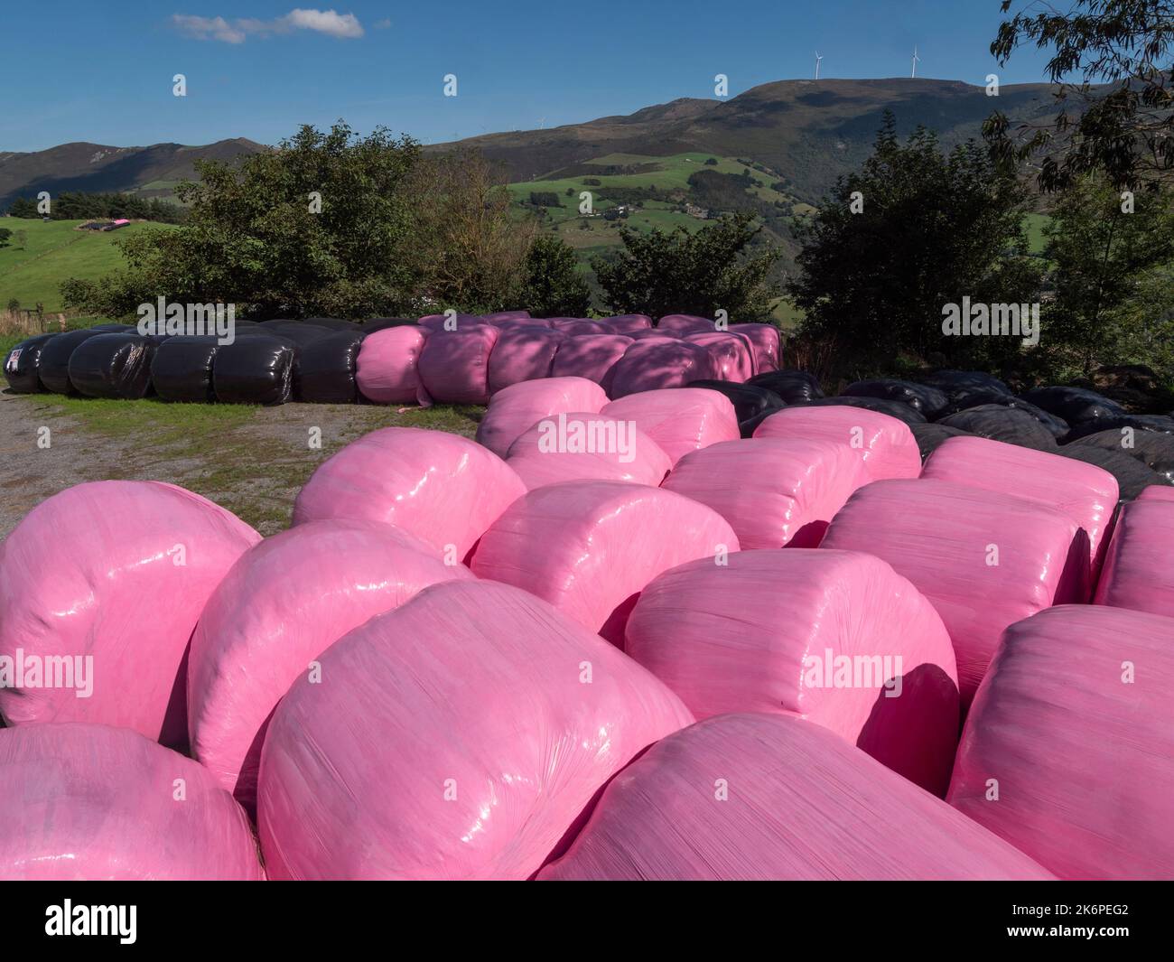 Black and pink bales of hay wraped in plastic and lush green countryside in the background. Stock Photo