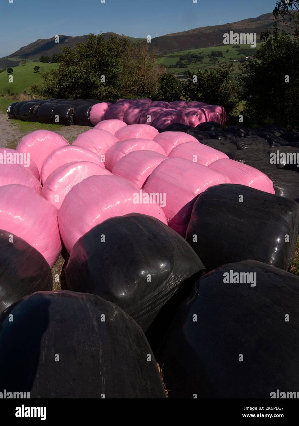 Black and pink bales of hay wraped in plastic and green countryside in the background. Stock Photo